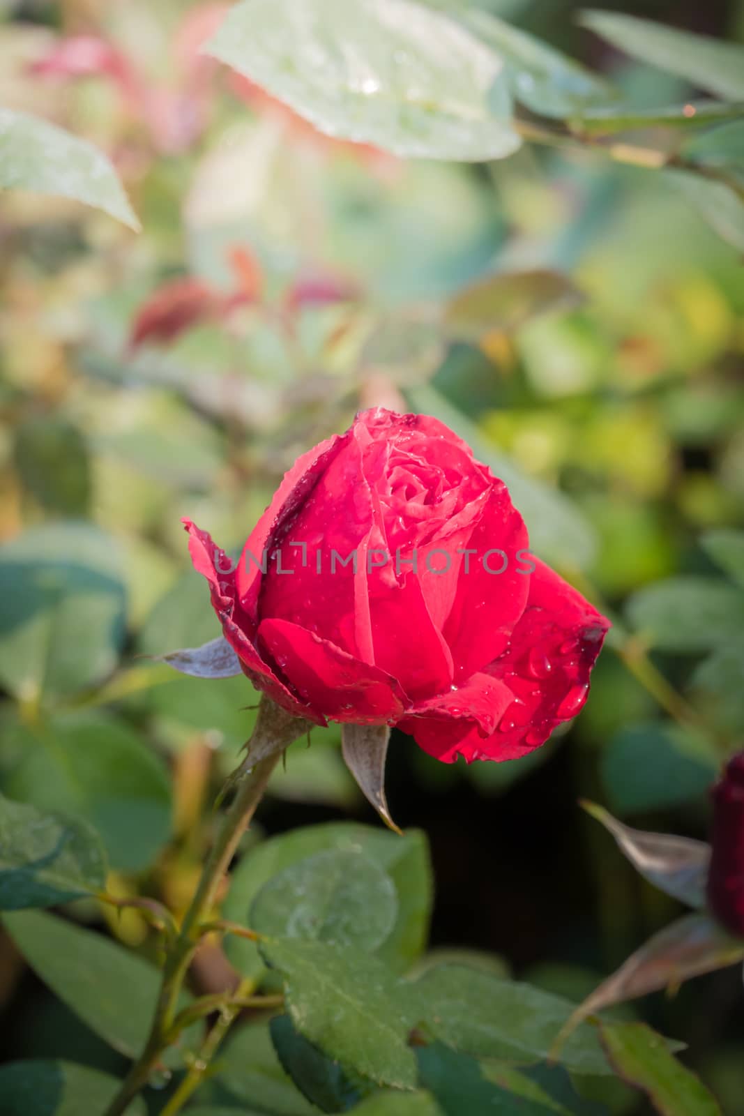 Roses in the garden, Roses are beautiful with a beautiful sunny day.