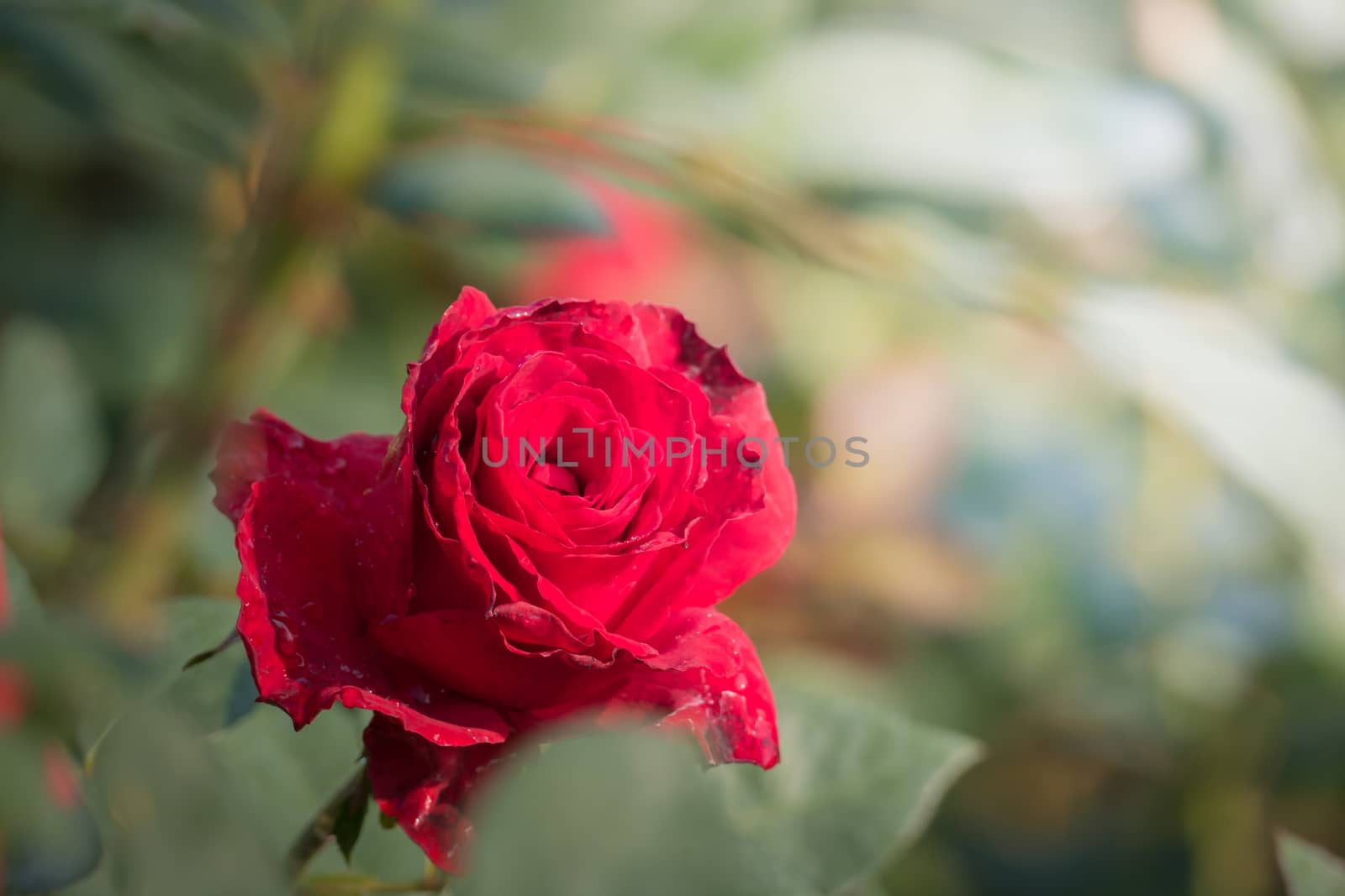 Roses in the garden, Roses are beautiful with a beautiful sunny day.