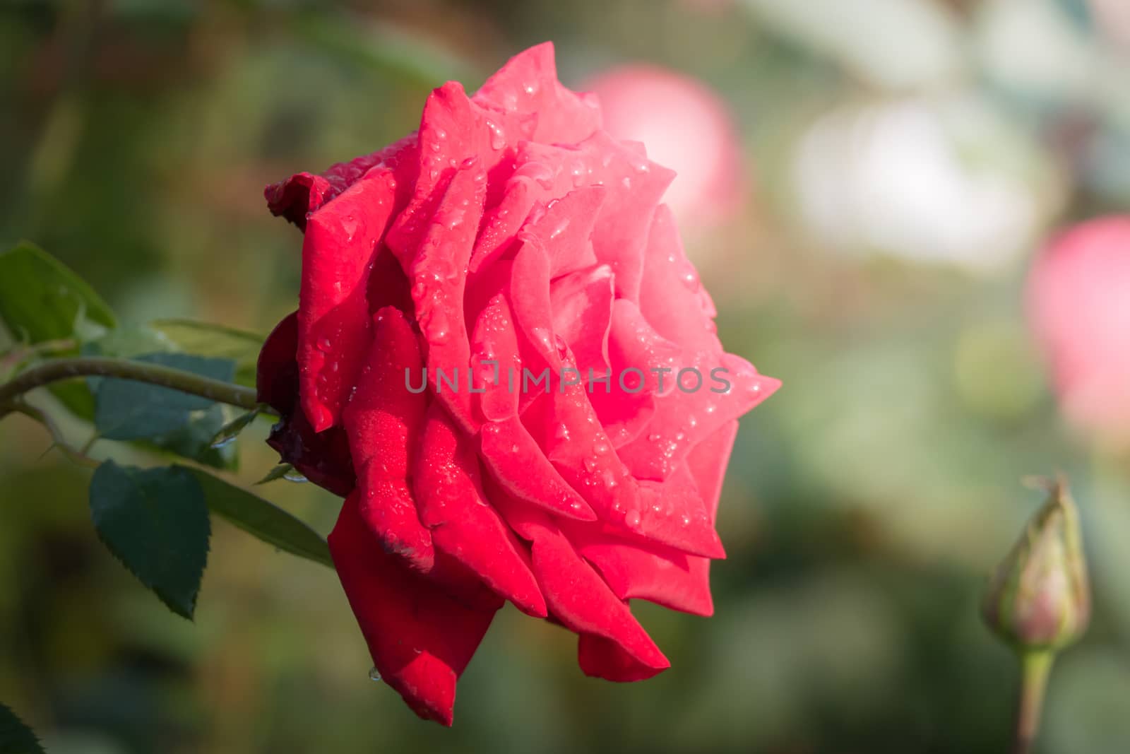 Roses in the garden, Roses are beautiful with a beautiful sunny day.