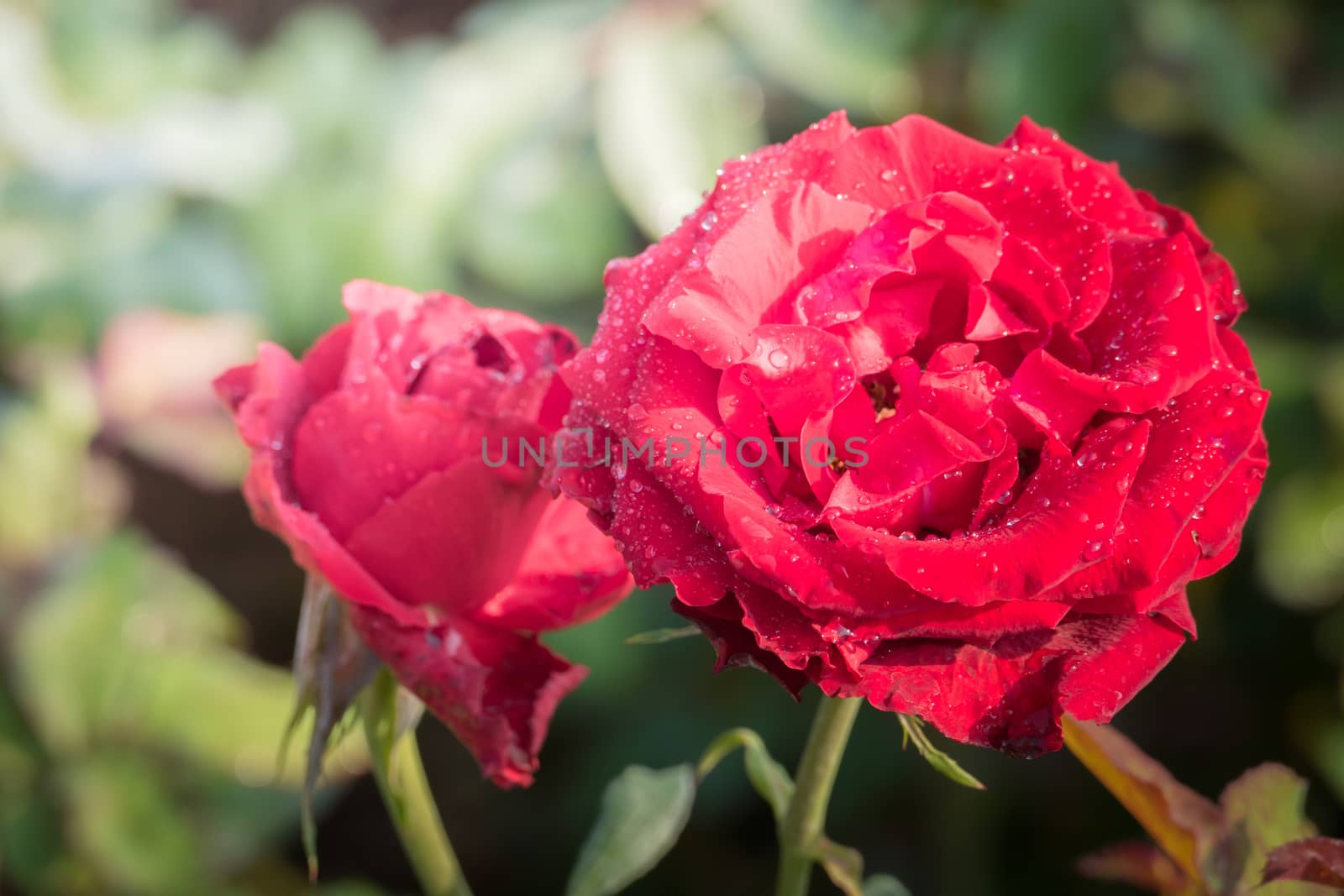 Roses in the garden, Roses are beautiful with a beautiful sunny day.