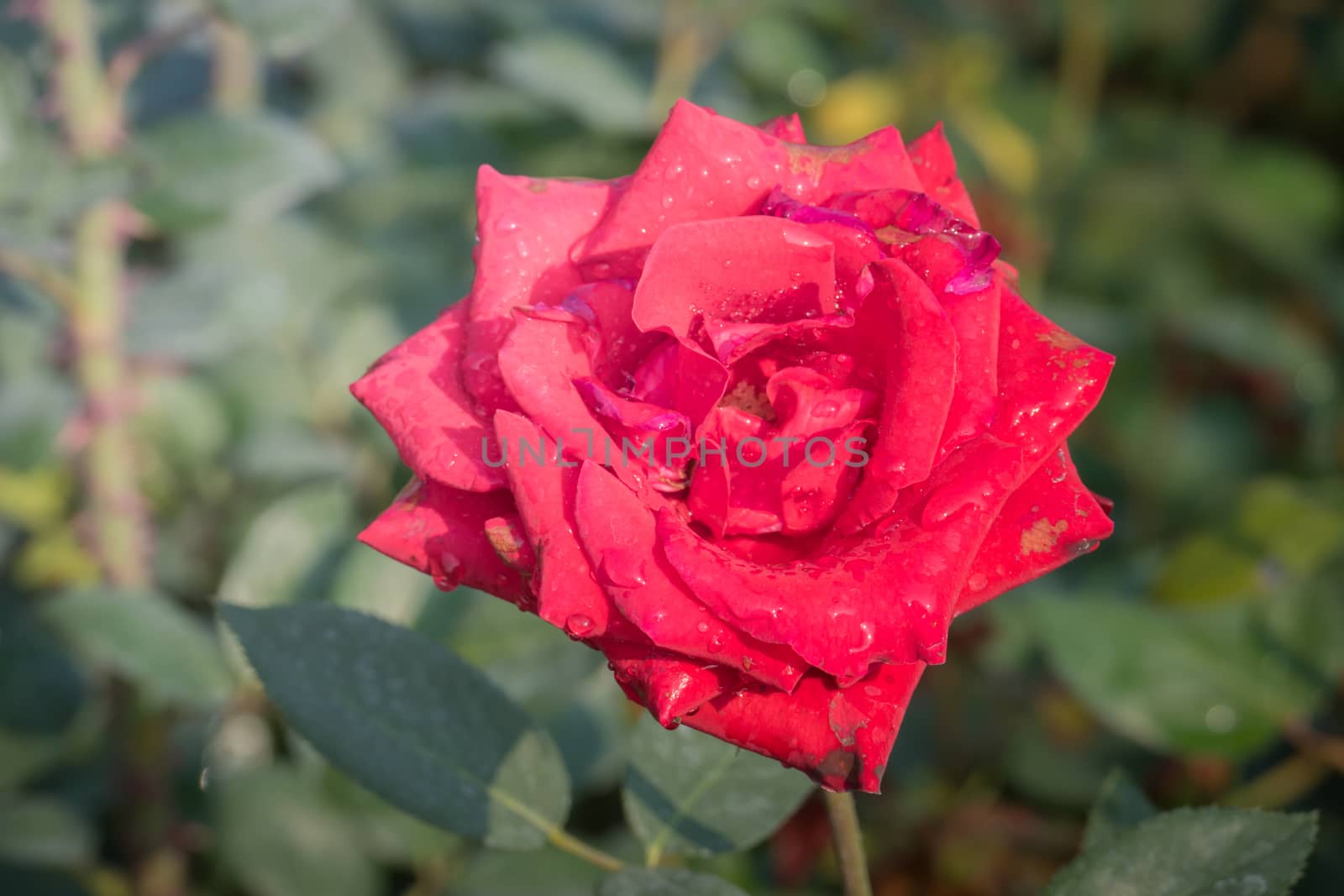 Roses in the garden  by teerawit