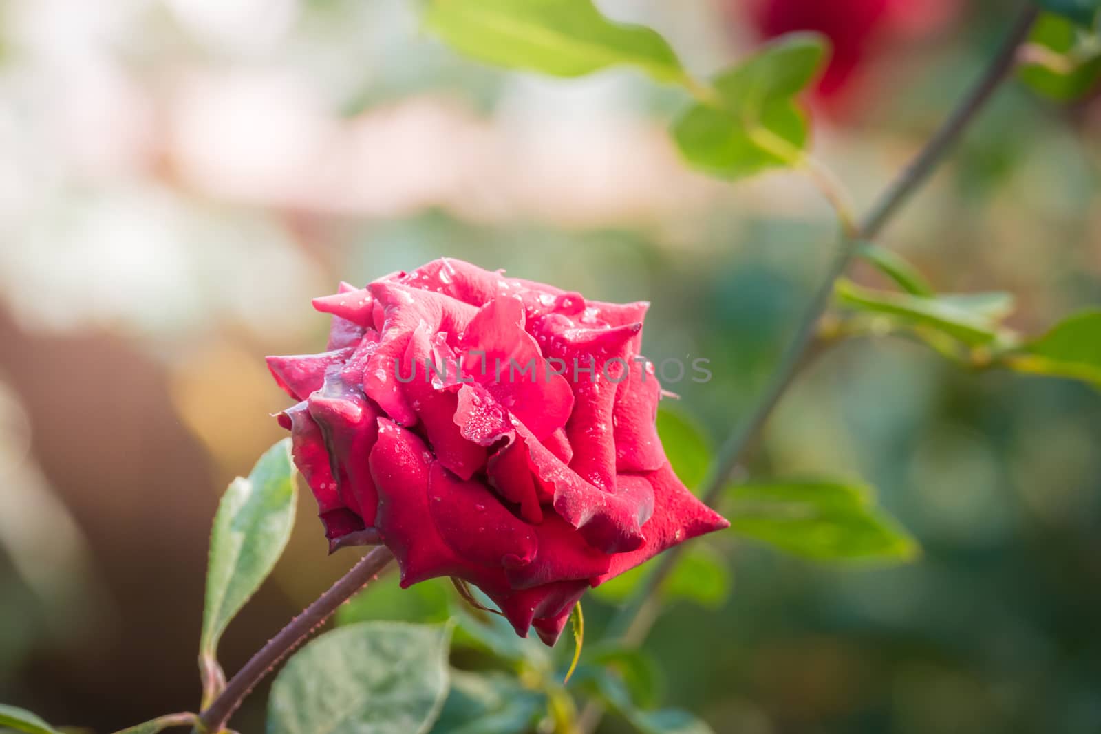 Roses in the garden, Roses are beautiful with a beautiful sunny day.