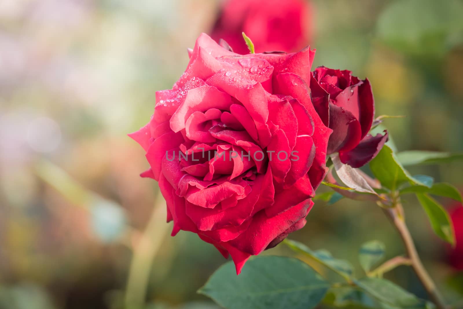 Roses in the garden, Roses are beautiful with a beautiful sunny day.