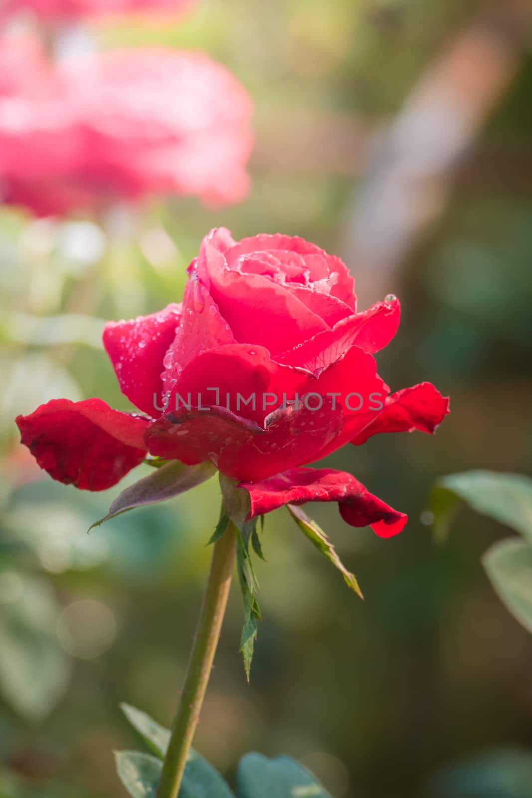 Roses in the garden, Roses are beautiful with a beautiful sunny day.