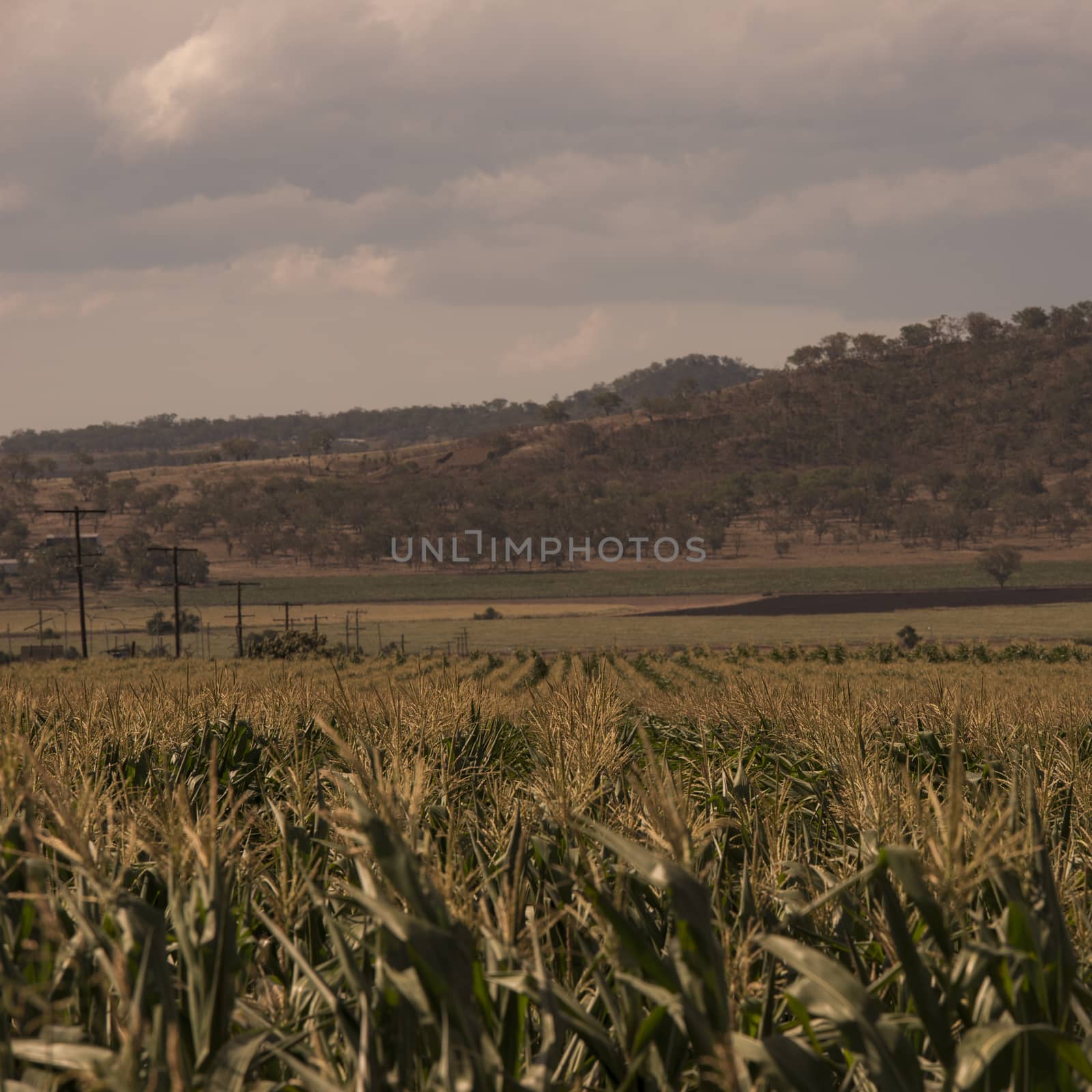 Country agricultural and farming field. by artistrobd