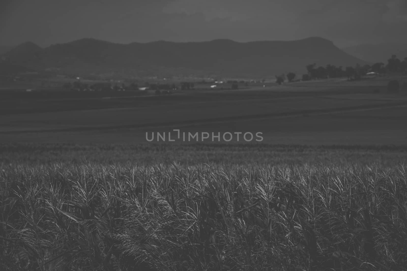 Agricultural and farming field in the countryside.