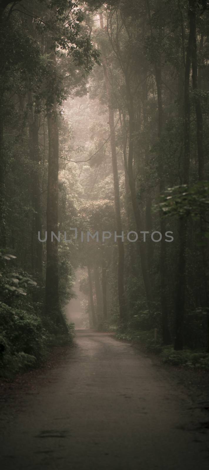 Moody hazy road in the forest. by artistrobd
