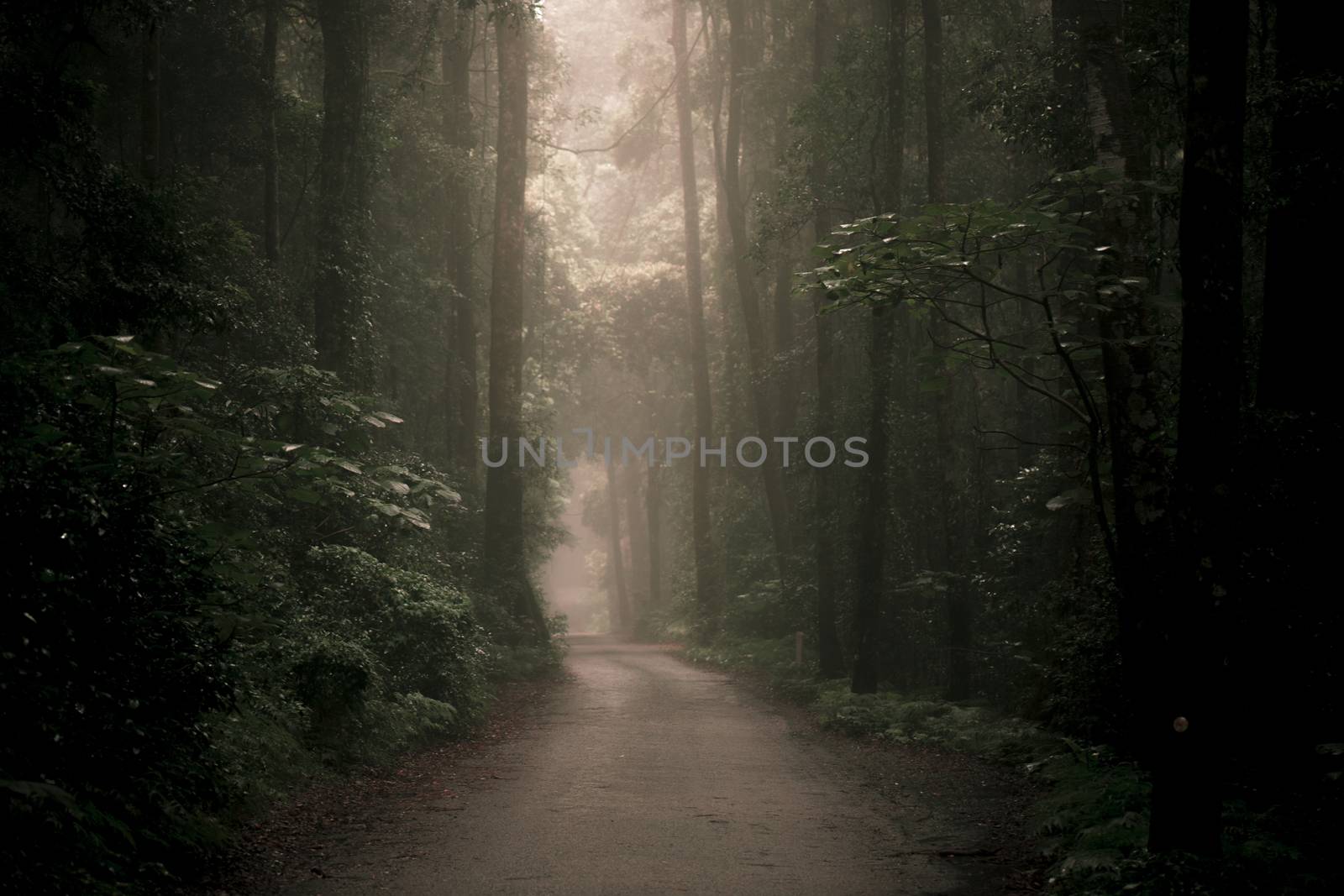 Moody hazy road scene in an overgrown forest.