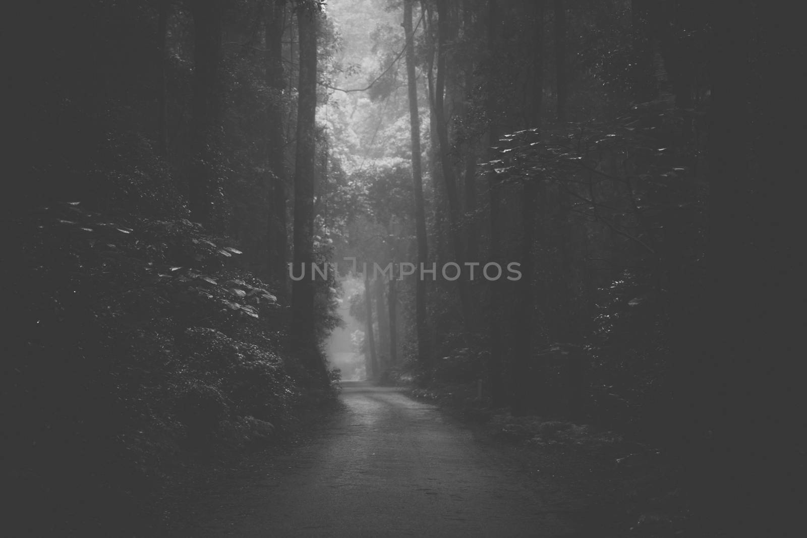 Moody hazy road in the forest. by artistrobd