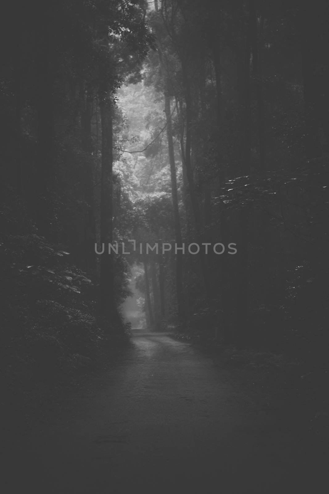 Moody hazy road scene in an overgrown forest.