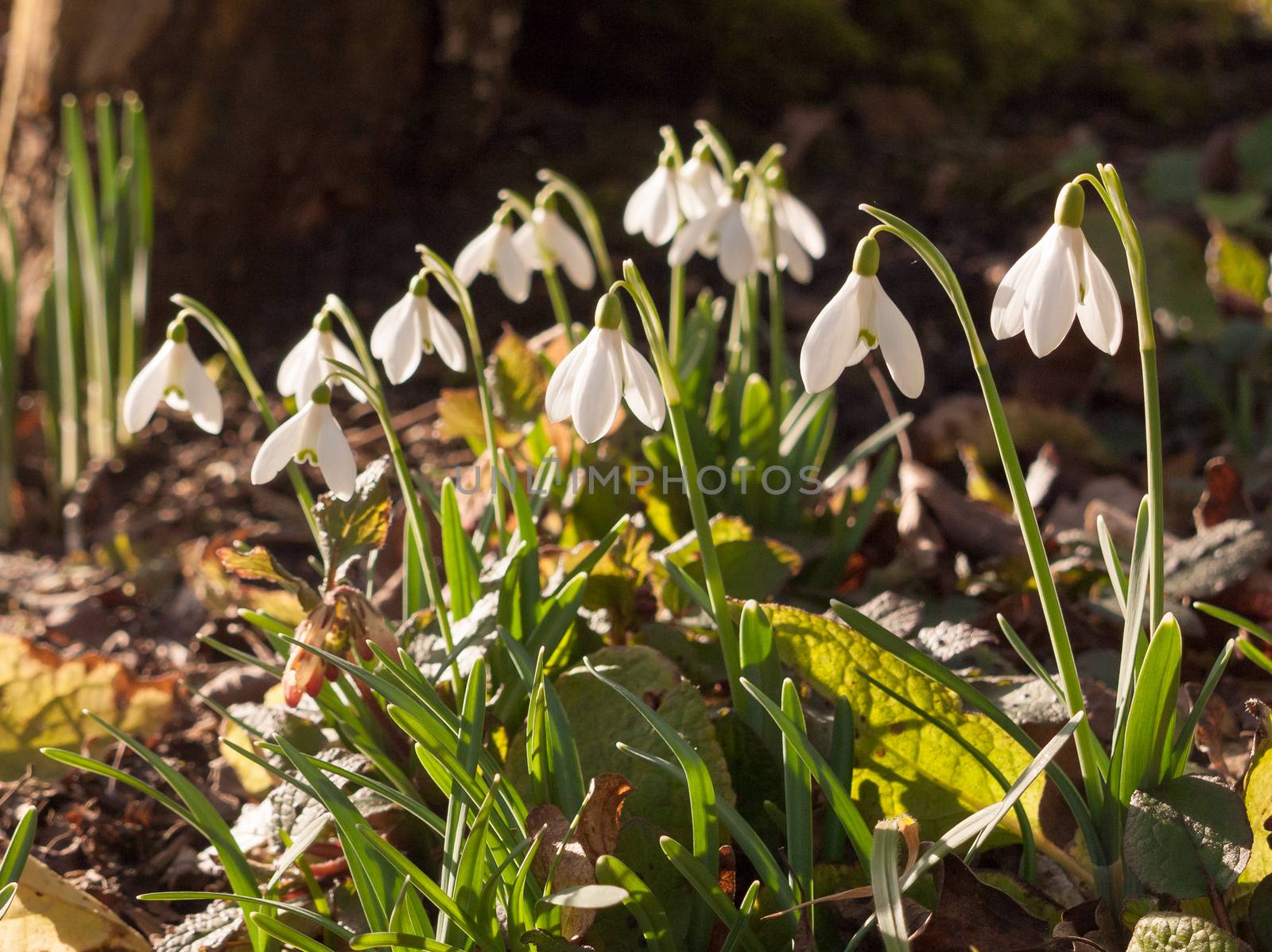 close up view of snowdrops on forest floor below tree pretty flowers; essex; england; uk