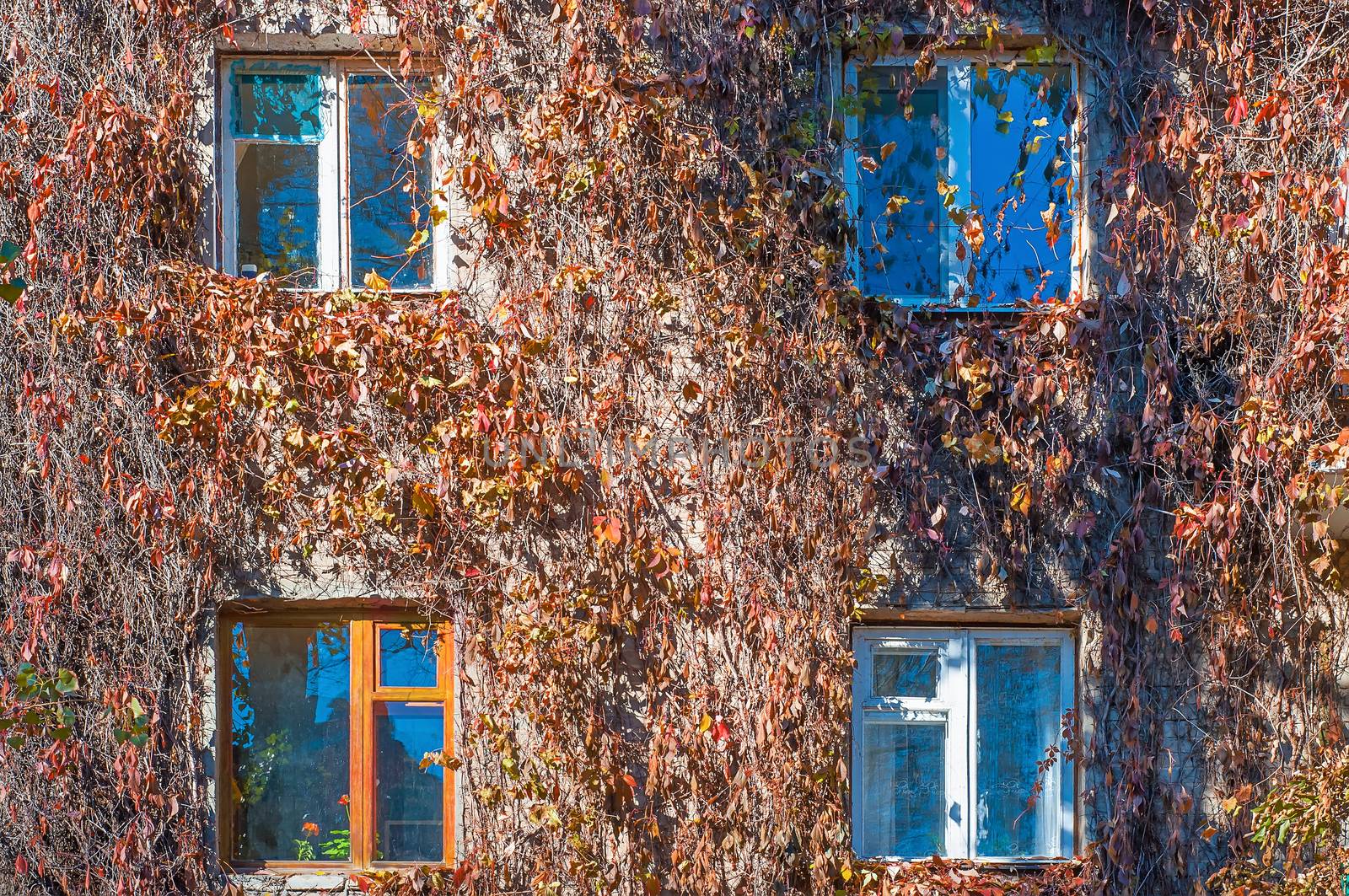 Facade of the house is braided with wild grapes. The vine in the fall, the windows of the house.
