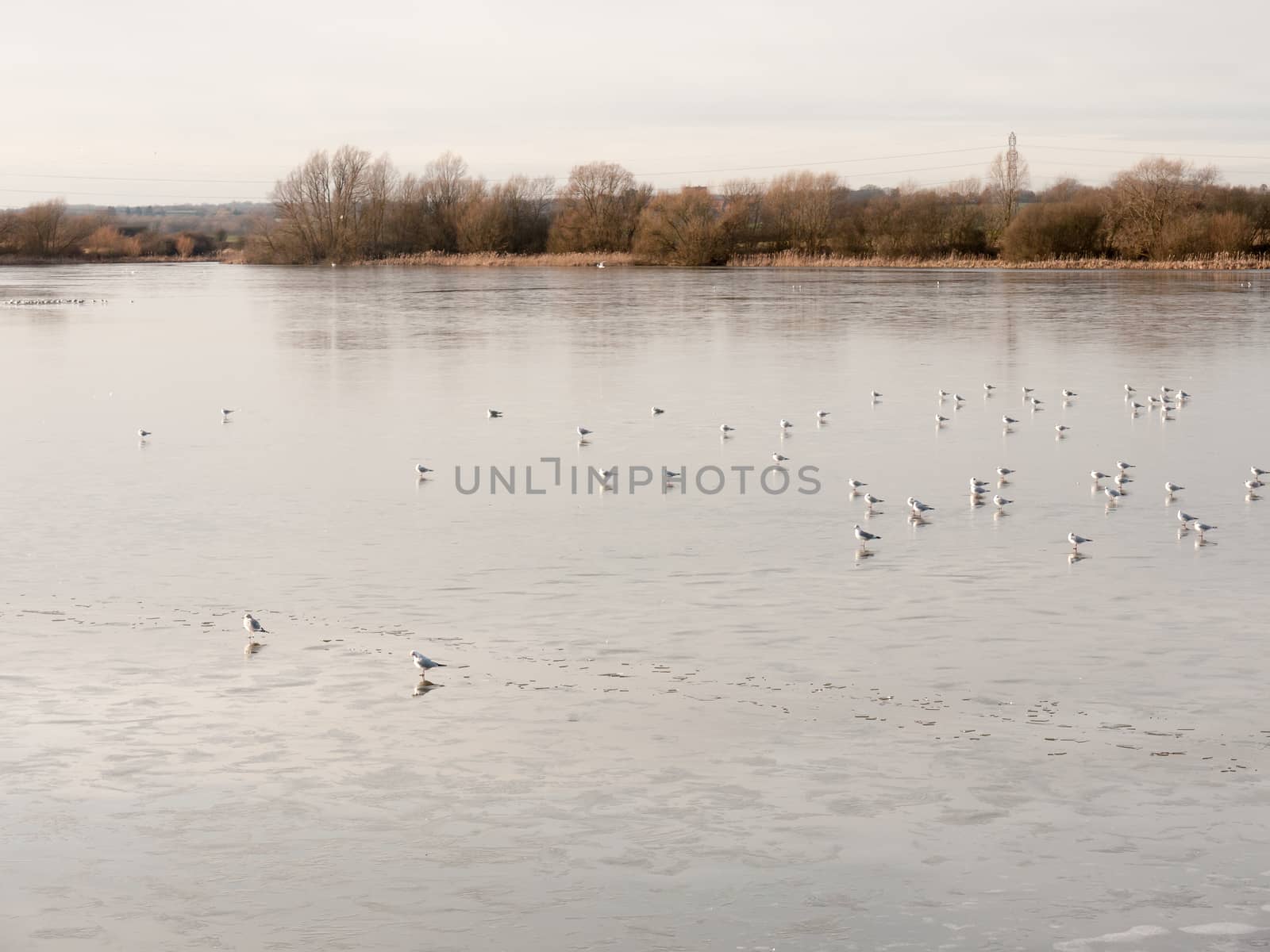 many seagulls resting on sea surface water beach coast cold day spring; essex; england; uk