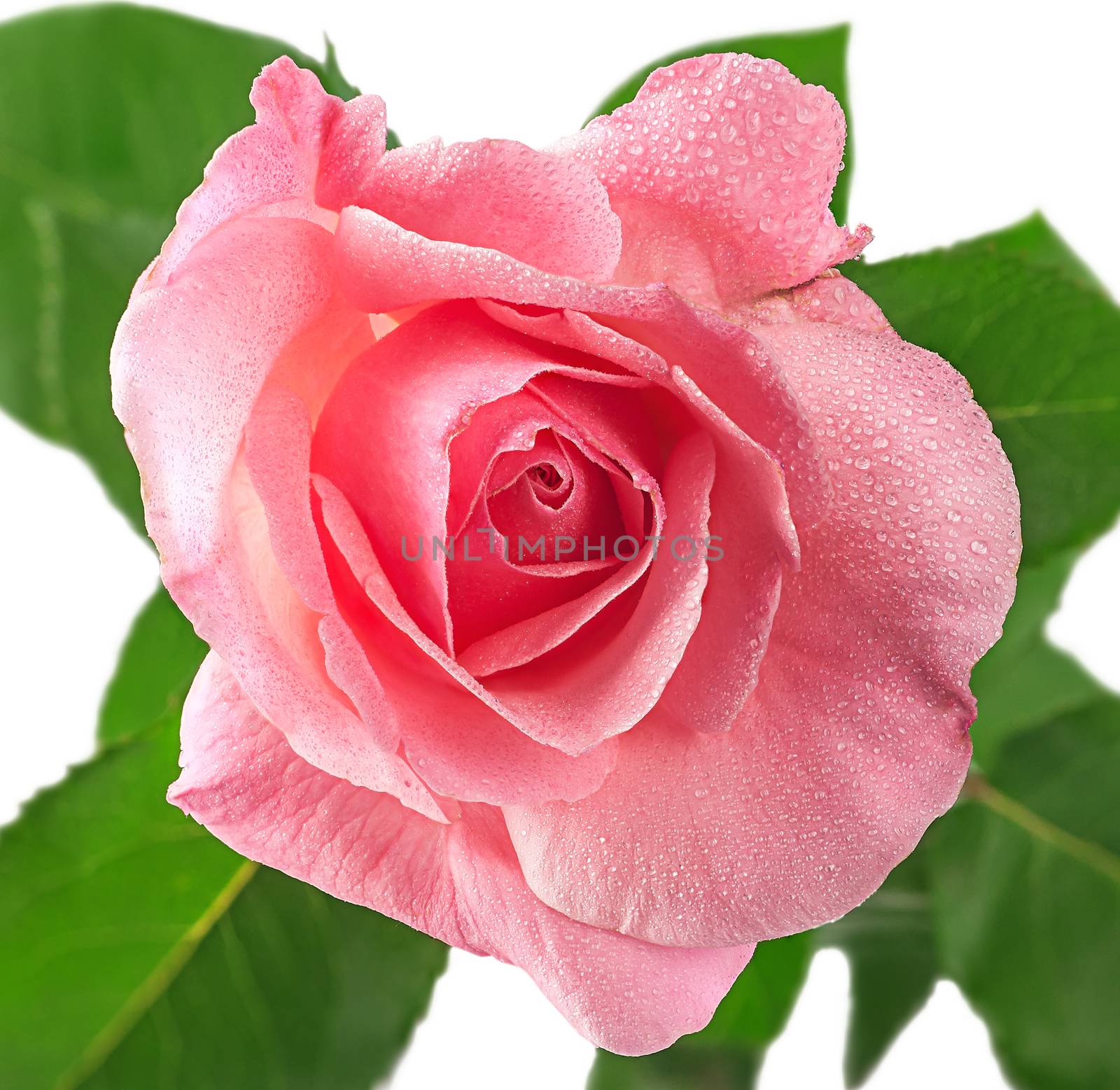 Pink rose flower covered dew isolated on white background