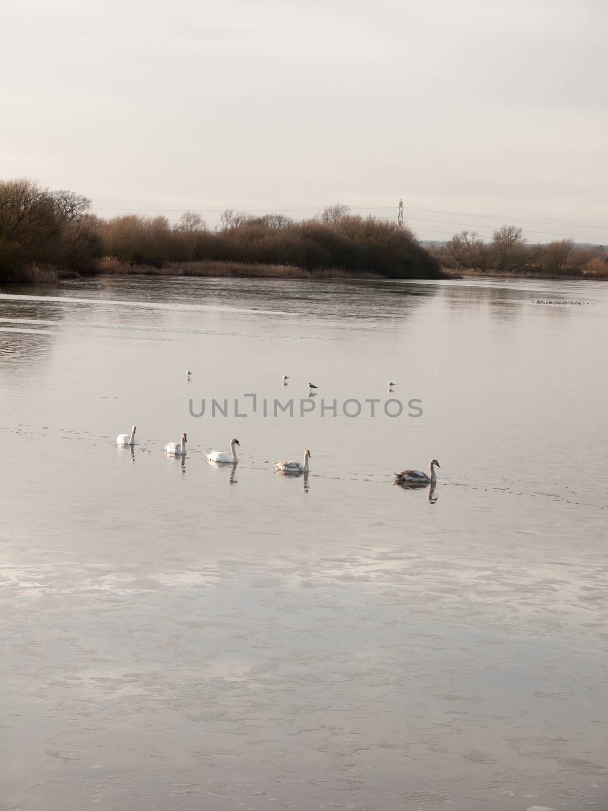 line of mute swans with cygnets family traveling through cold water lake surface outside nature reserve; essex; england; uk