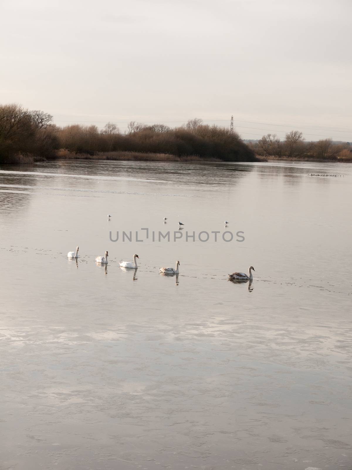 line of mute swans with cygnets family traveling through cold wa by callumrc