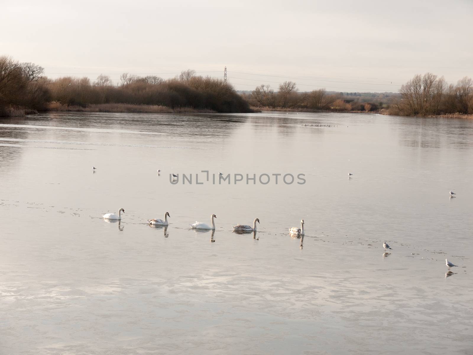 line of mute swans with cygnets family traveling through cold water lake surface outside nature reserve; essex; england; uk