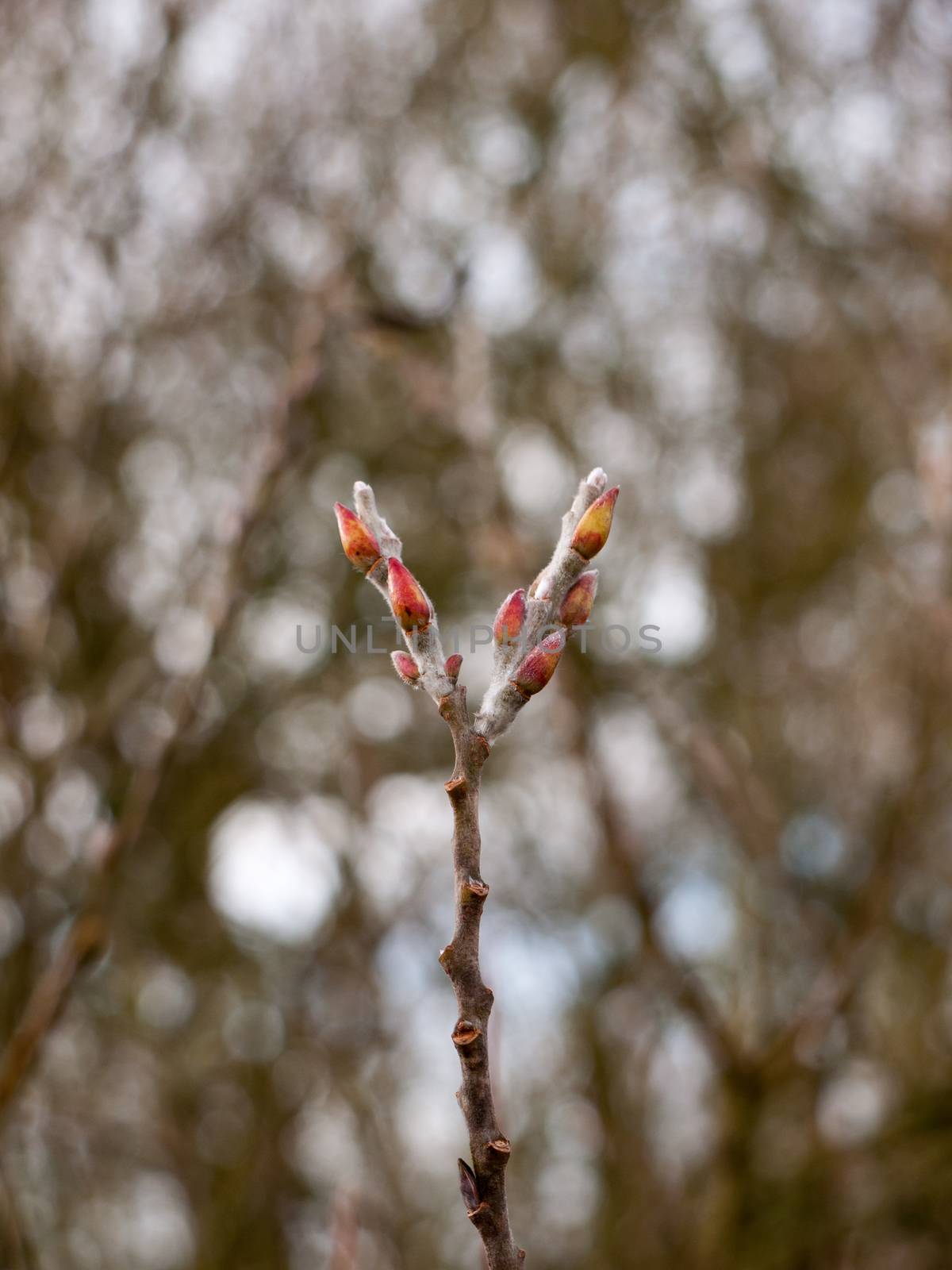 close up of two budding tips of tree in winter; essex; england; uk