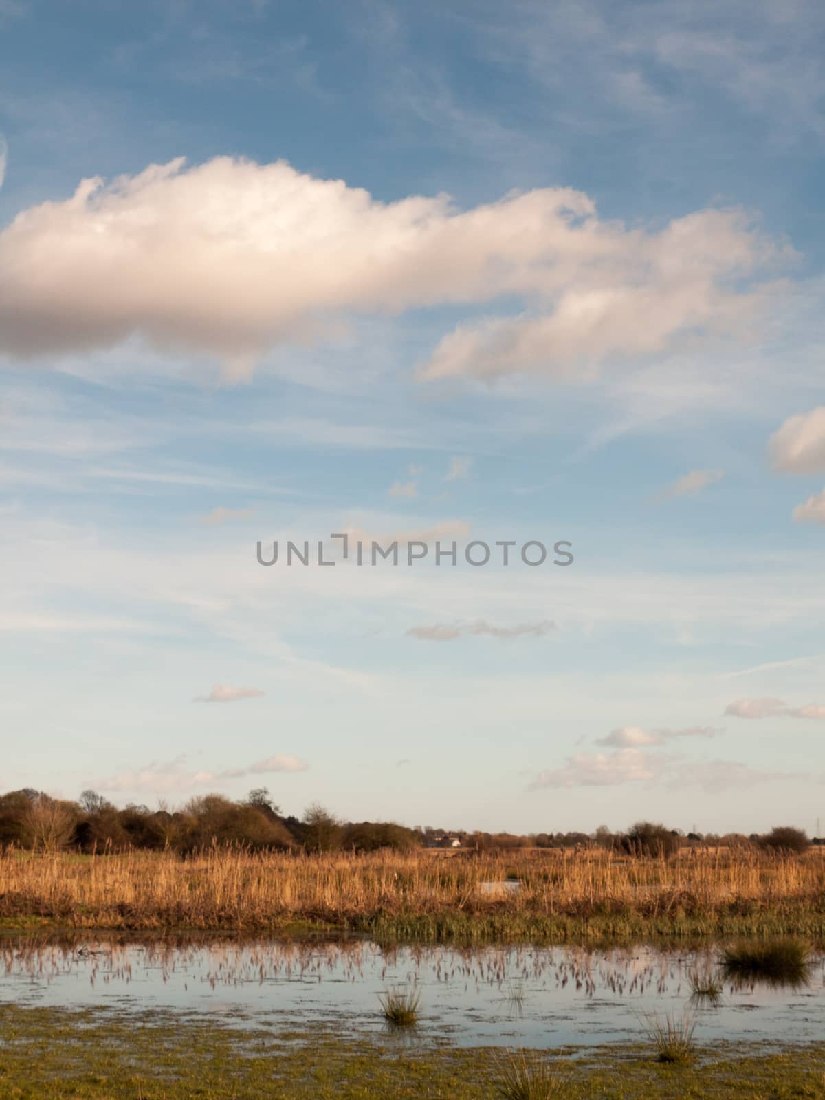 row of trees edge of farm field grass plain horizon blue sky with clouds nature landscape waterlogged; essex; england; uk