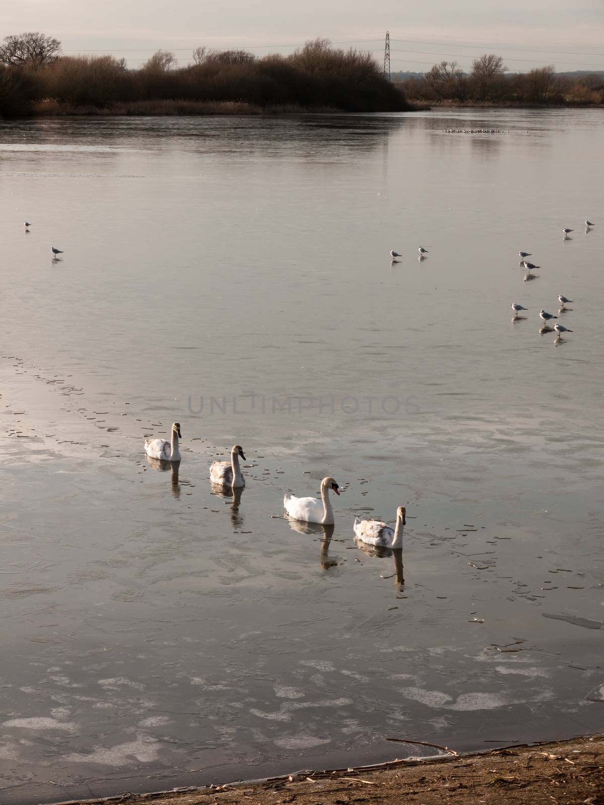 line of mute swans with cygnets family traveling through cold wa by callumrc