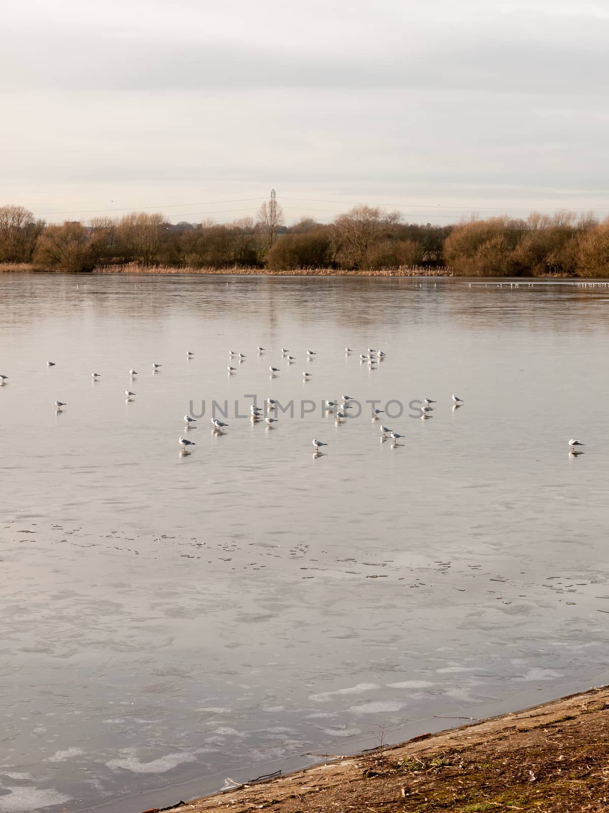 many seagulls resting on sea surface water beach coast cold day  by callumrc