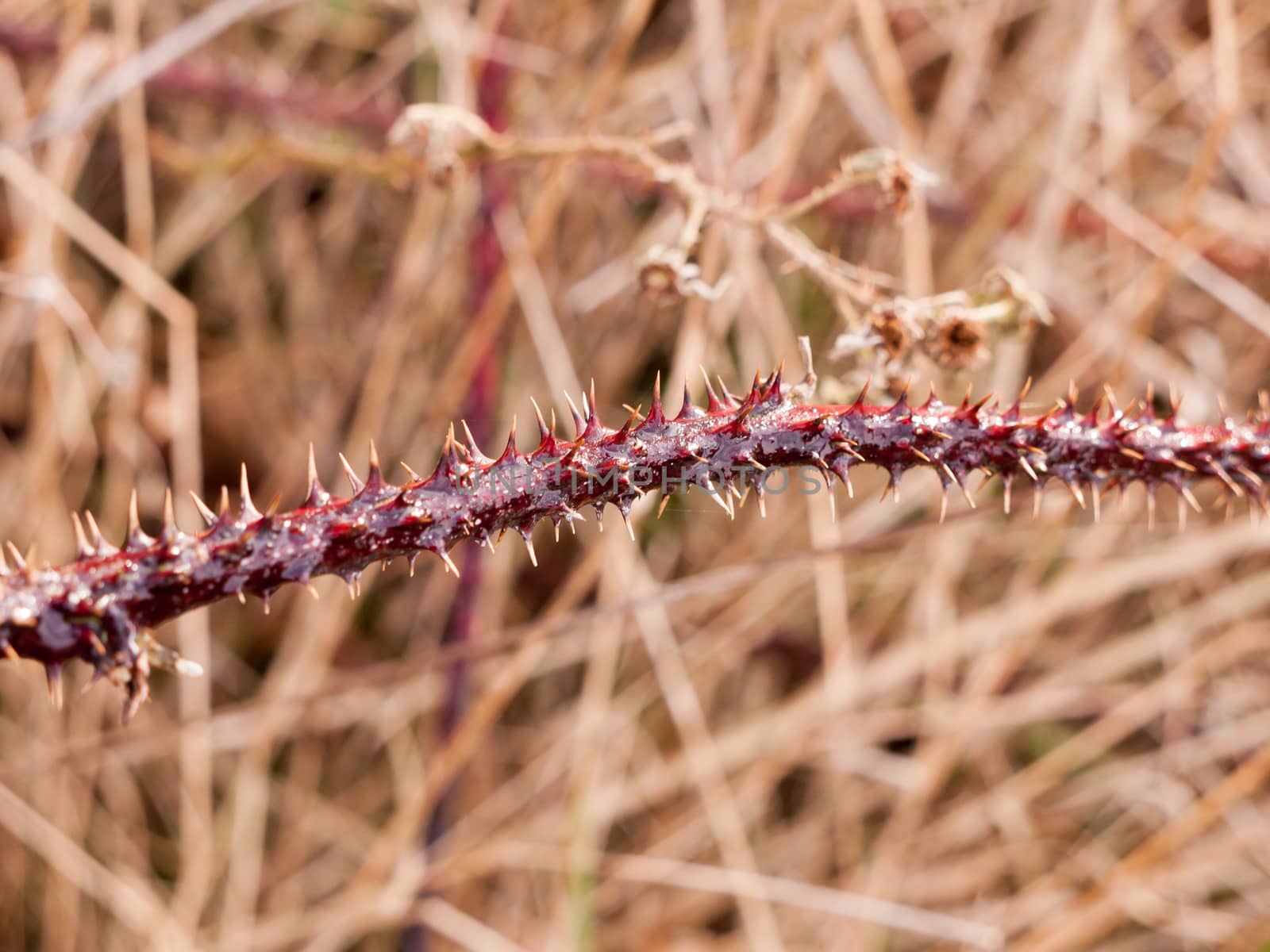 close up of stinging blackberry barb thorns plant stem danger by callumrc