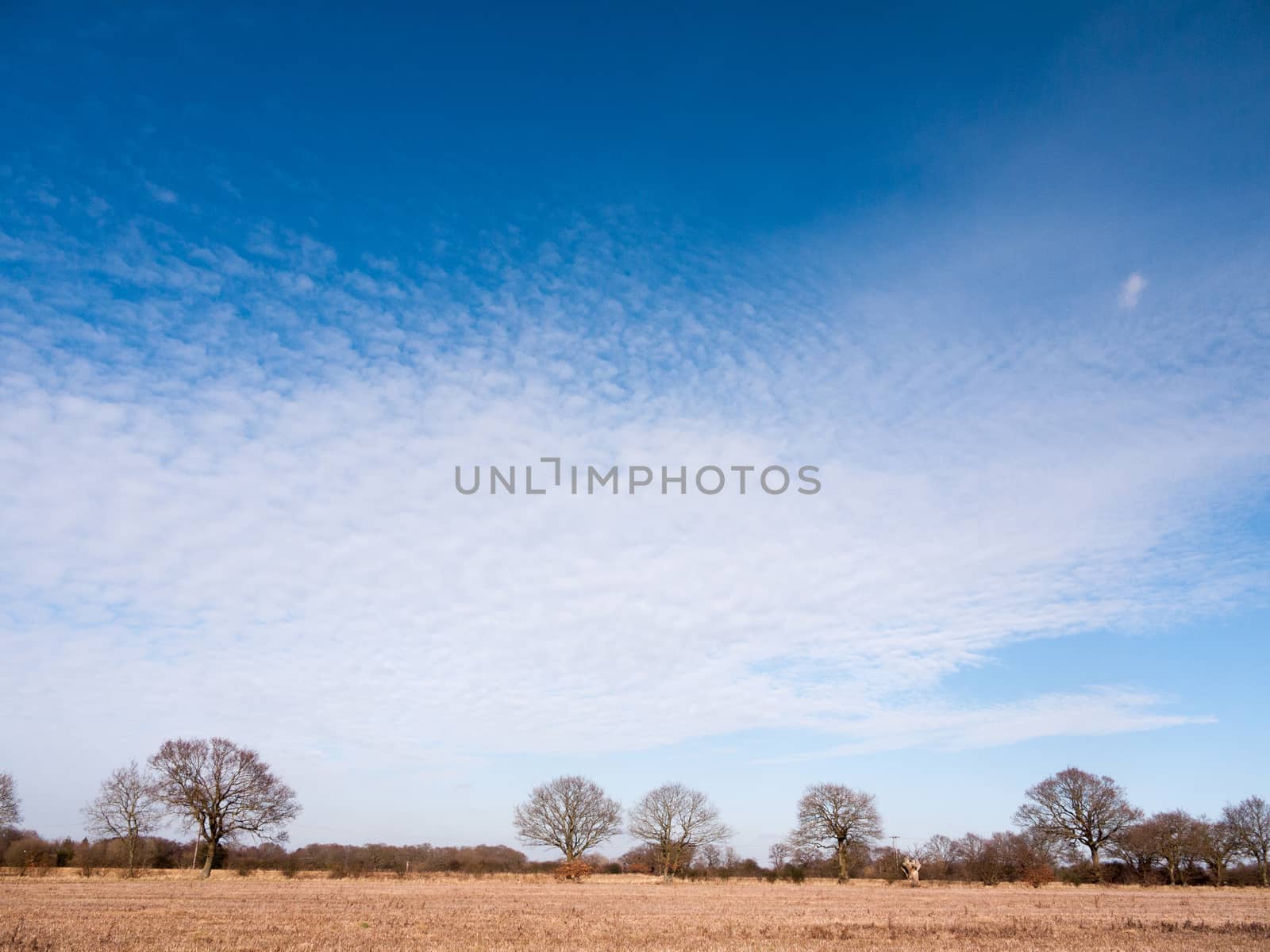 white streaked cloud blue sky over open golden grass plain outside nature; essex; england; uk