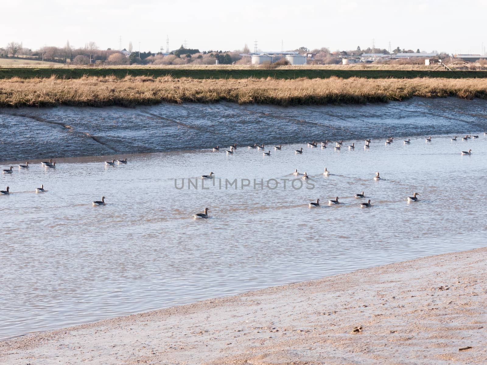 stream river landscape view blue water coast essex estuary with geese; essex; england; uk