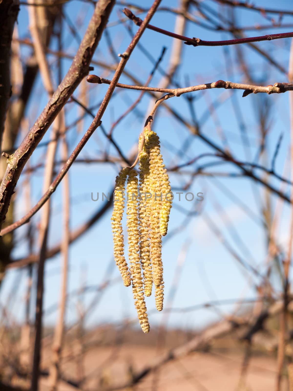 beautiful close up of hanging close up macro catkins outside on tree; essex; england; uk