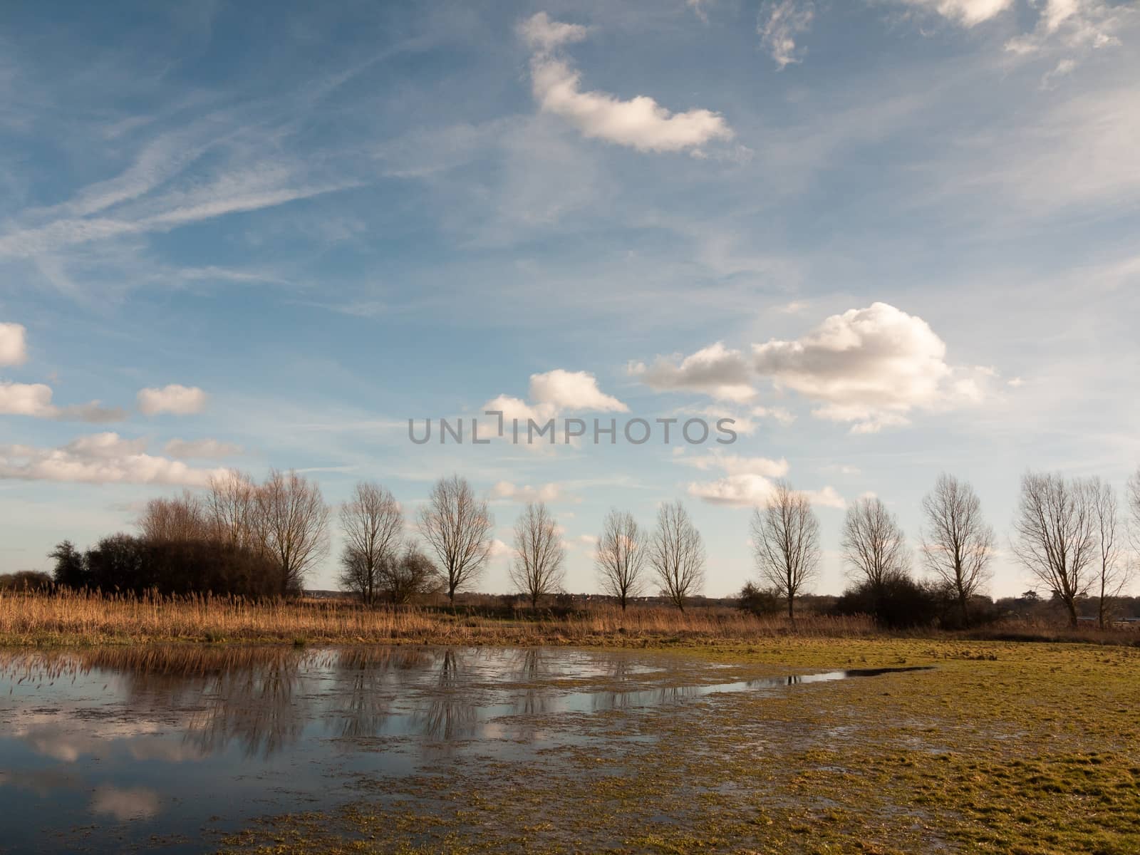 row of trees edge of farm field grass plain horizon blue sky with clouds nature landscape waterlogged; essex; england; uk