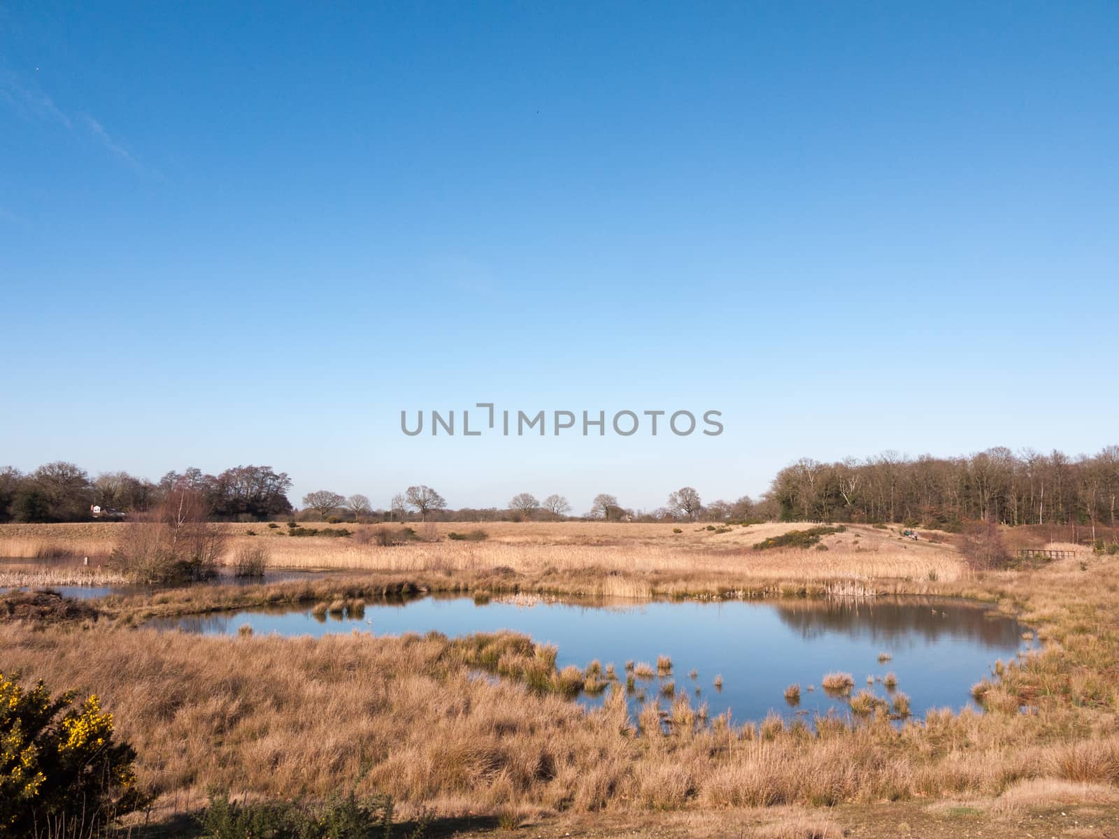 open summer day golden grass land nature reserve lake pond by callumrc