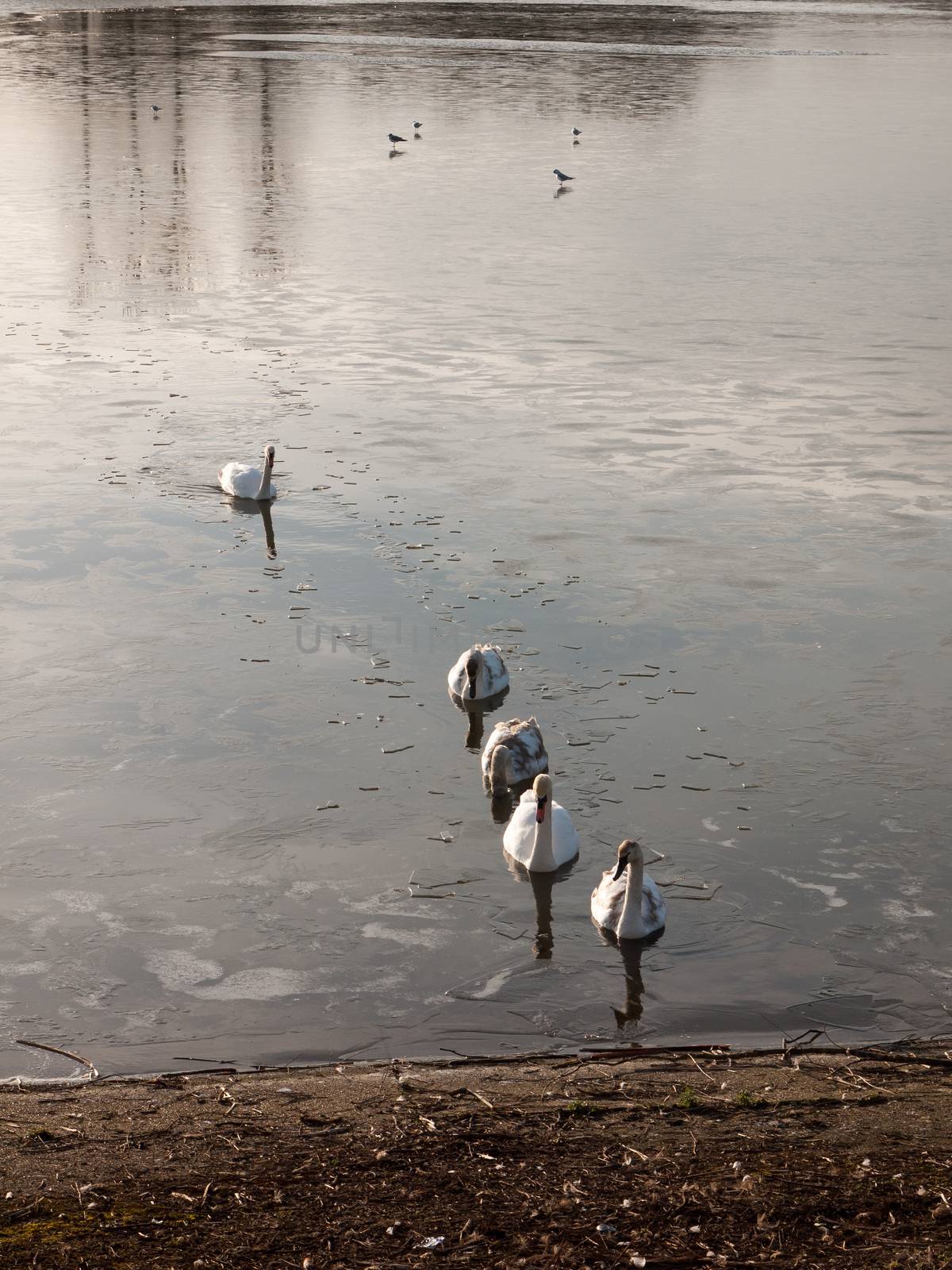 line of mute swans with cygnets family traveling through cold wa by callumrc