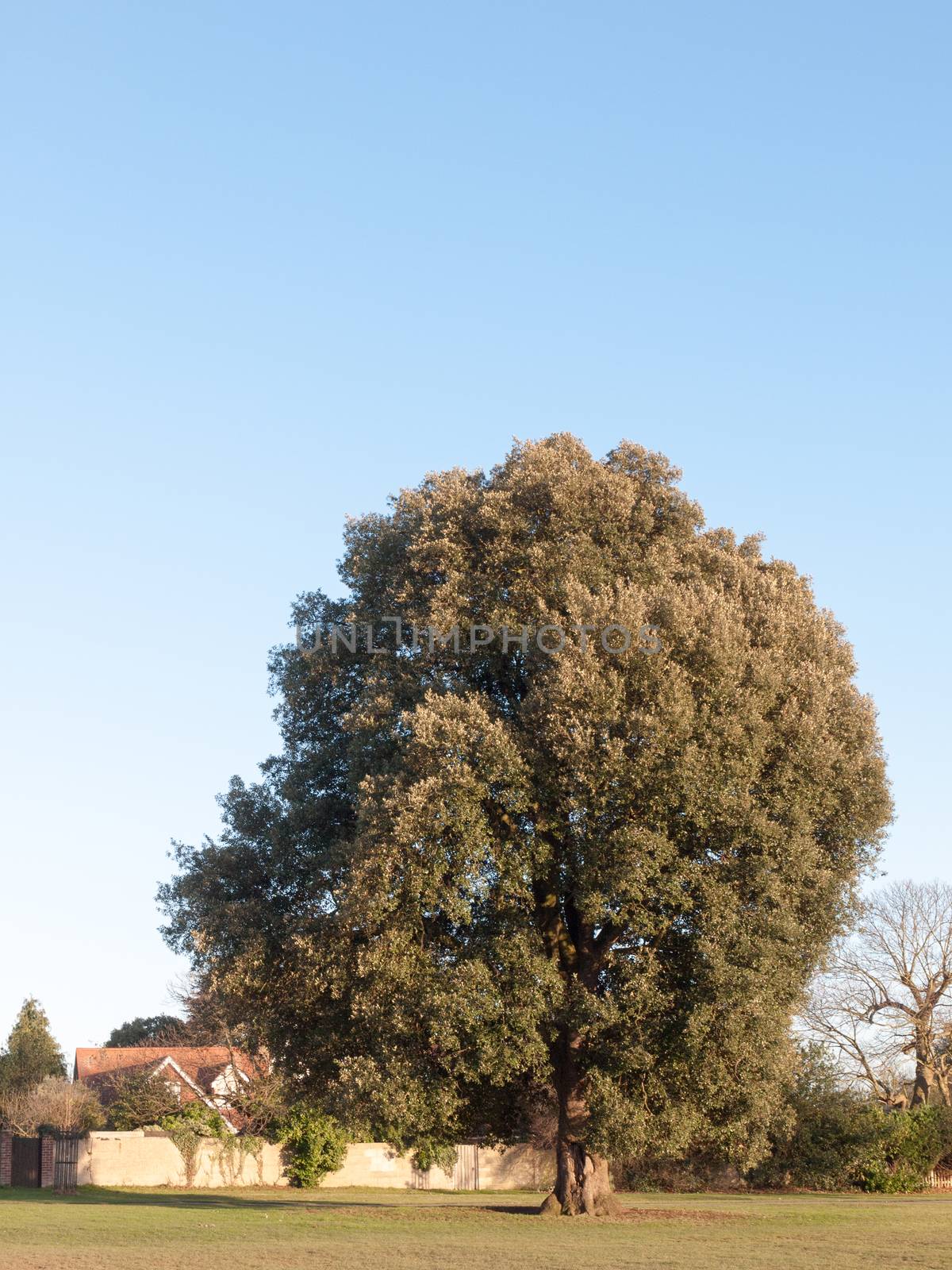 large green tree tall in field park land outside nature; essex; england; uk