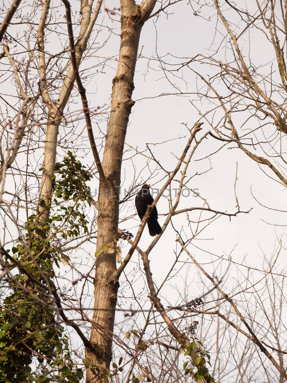 close up of male blackbird resting in bare branches of tree winter spring; essex; england; uk