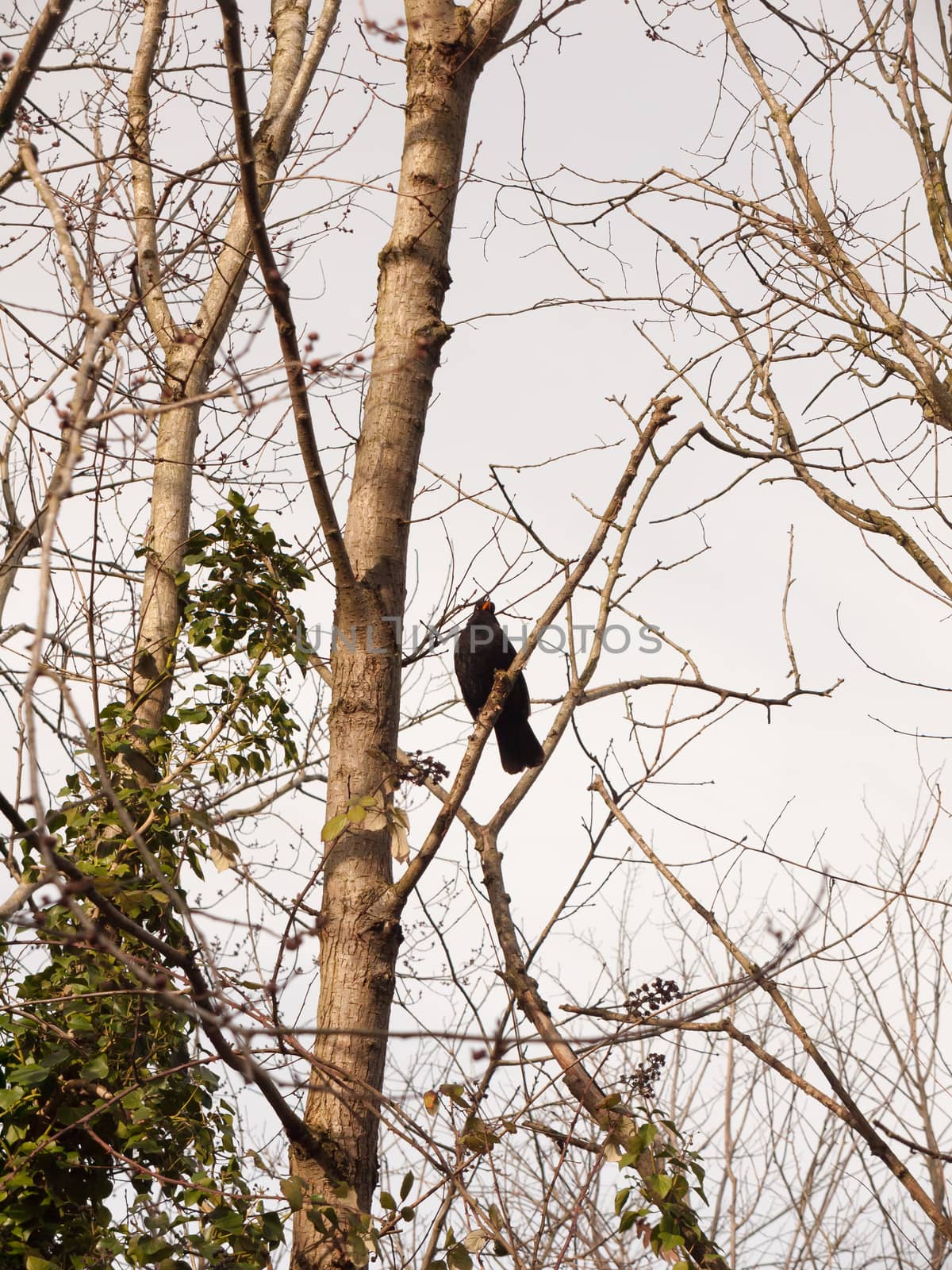 close up of male blackbird resting in bare branches of tree winter spring; essex; england; uk