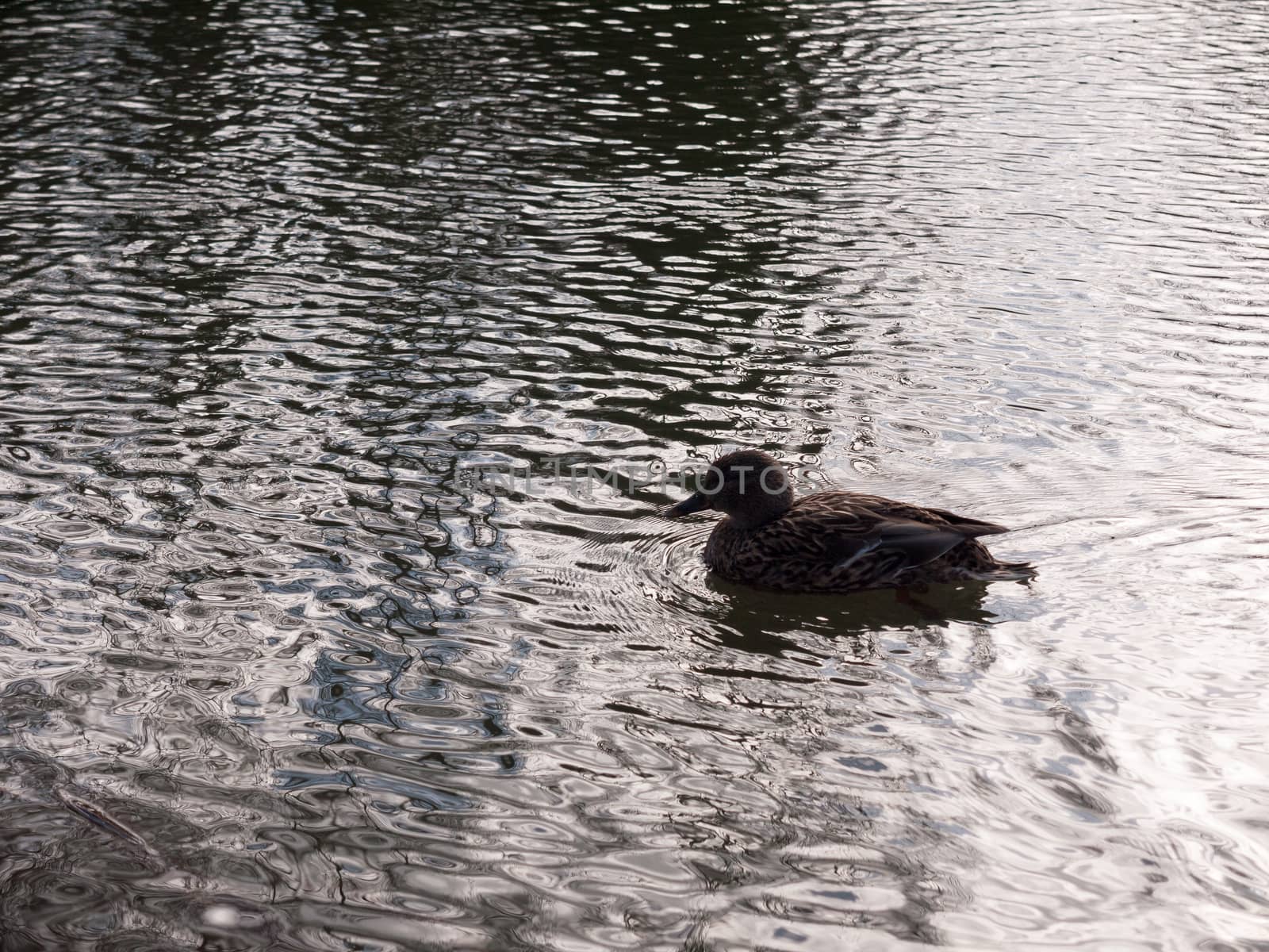 close up portrait of female brown mallard duck wading on water surface ripples; essex; england; uk