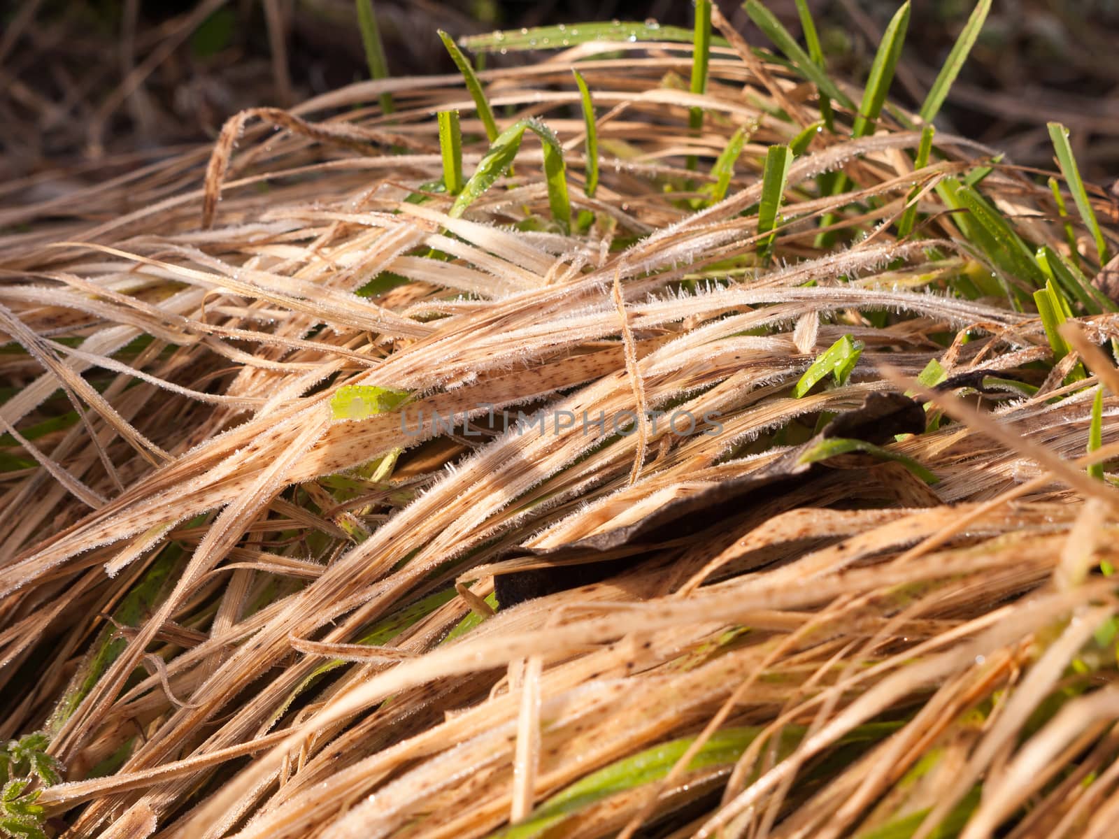 close up of tuft of yellow grass on floor outside texture; essex; england; uk