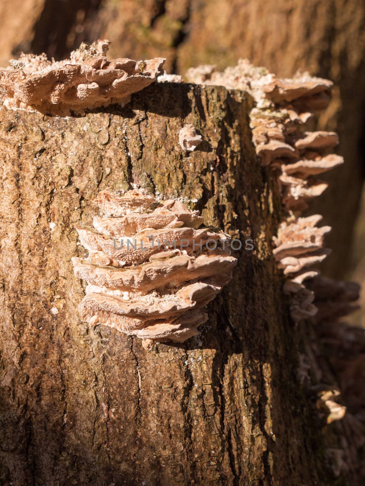 growing platelet fungus on side of tree bark stump close up forest; essex; england; uk