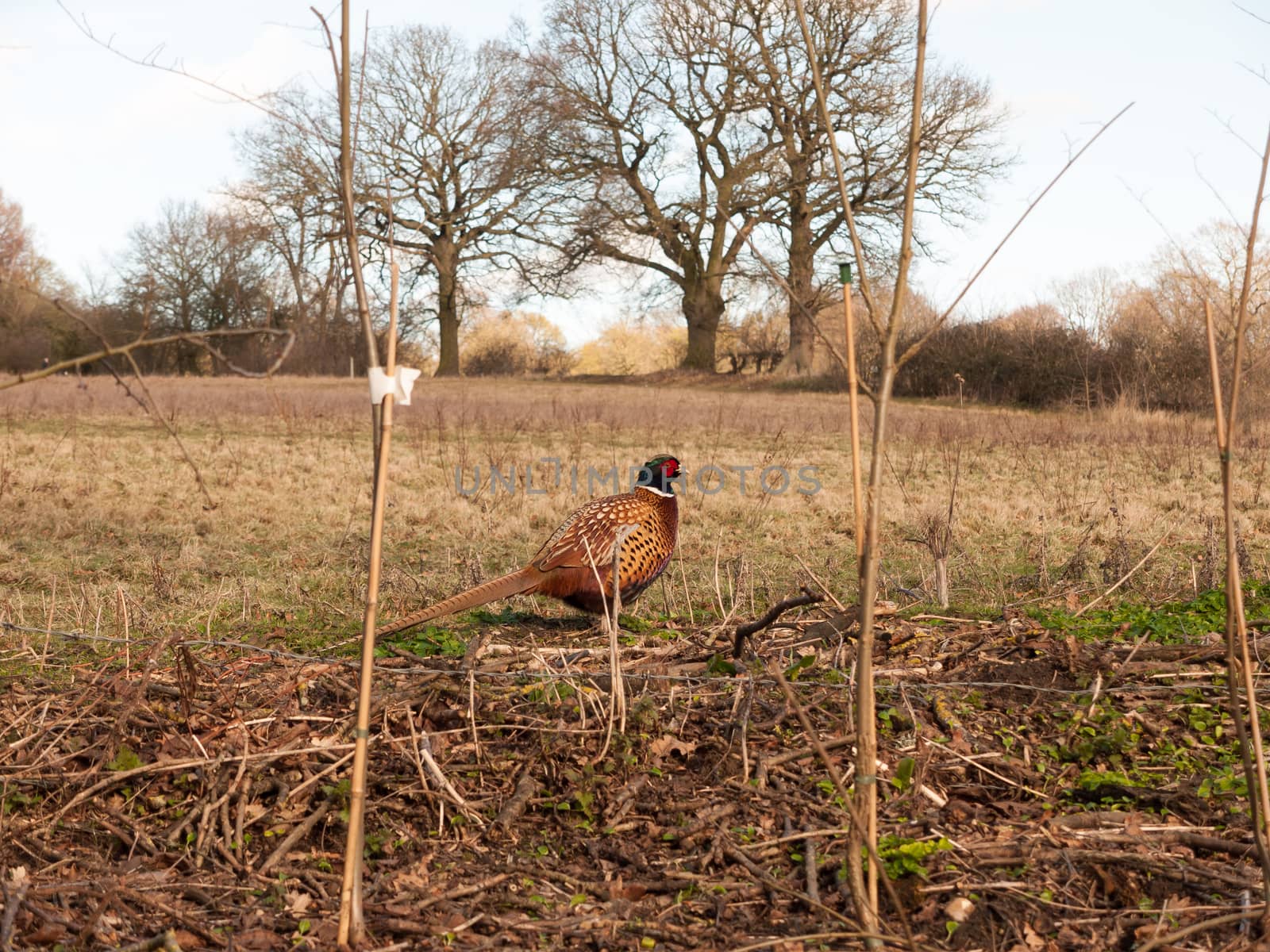 sideways close up view of male pheasant in farm field grazing; essex; england; uk