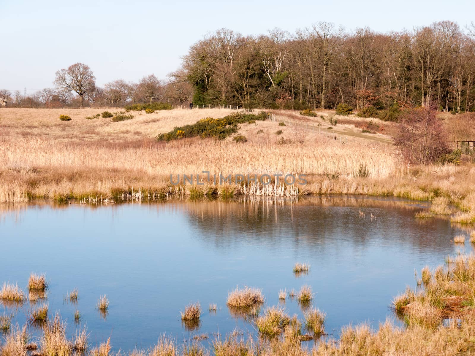 open summer day golden grass land nature reserve lake pond by callumrc