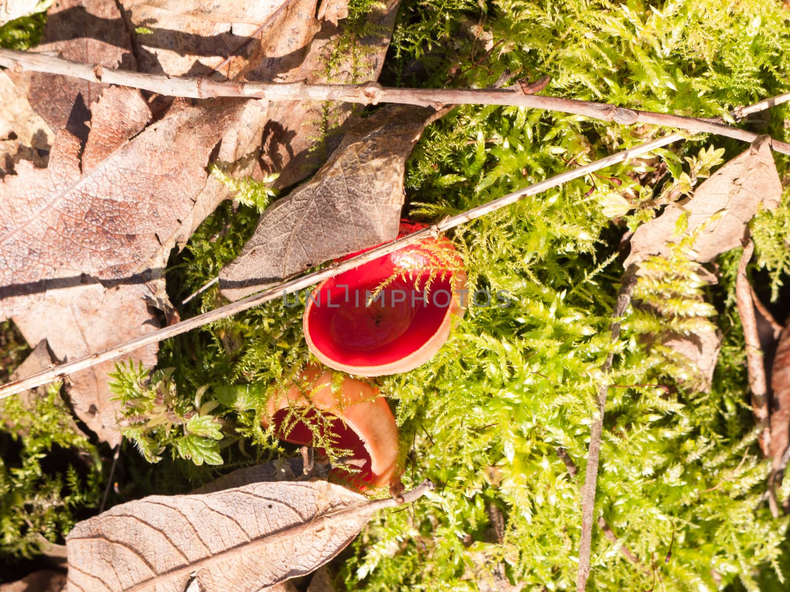growing large red scarlet elf cups on forest moss damp floor mushrooms; essex; england; uk
