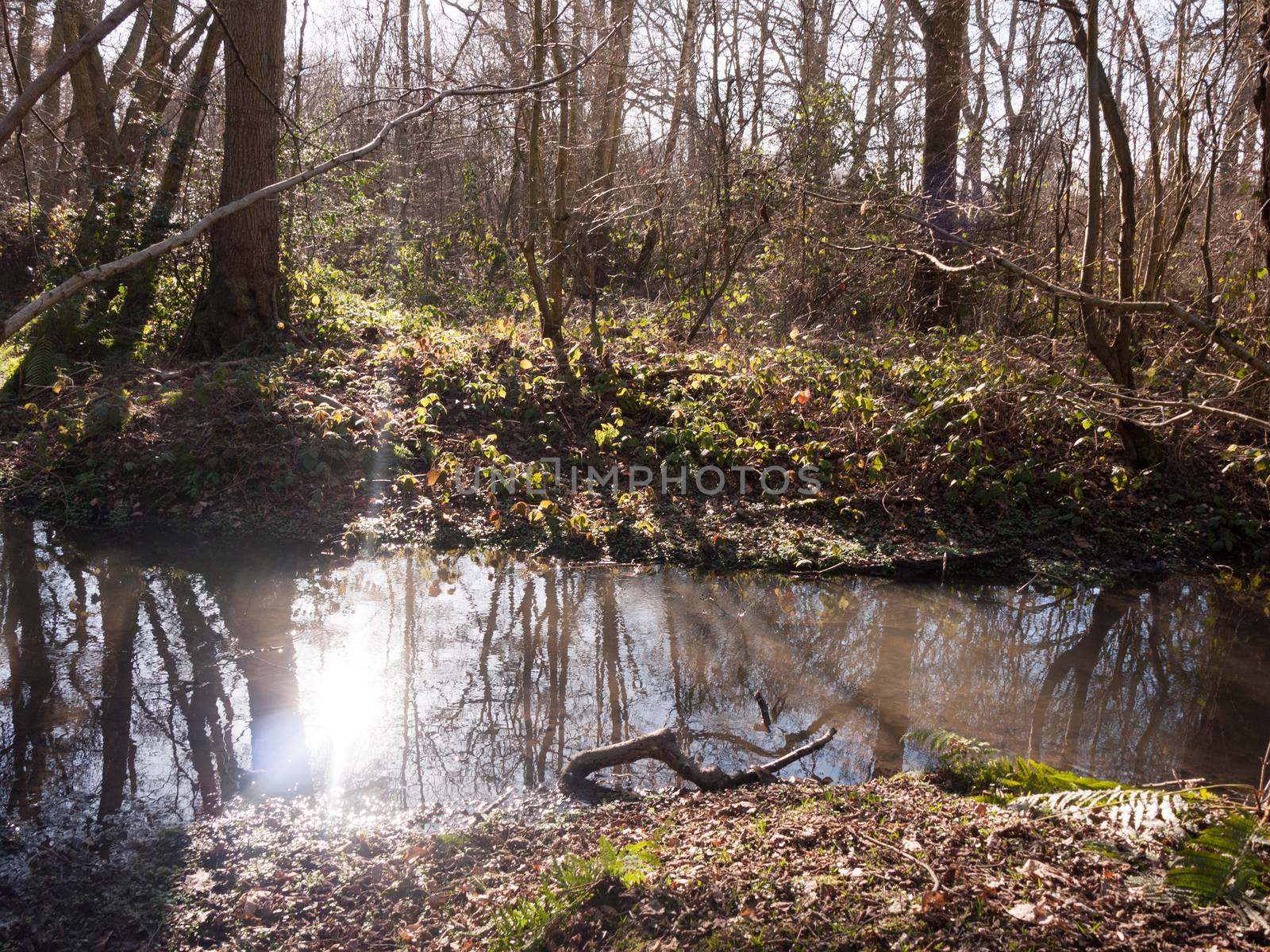 spring tree bare stream scene reflections woodland outside nature sun; essex; england; uk