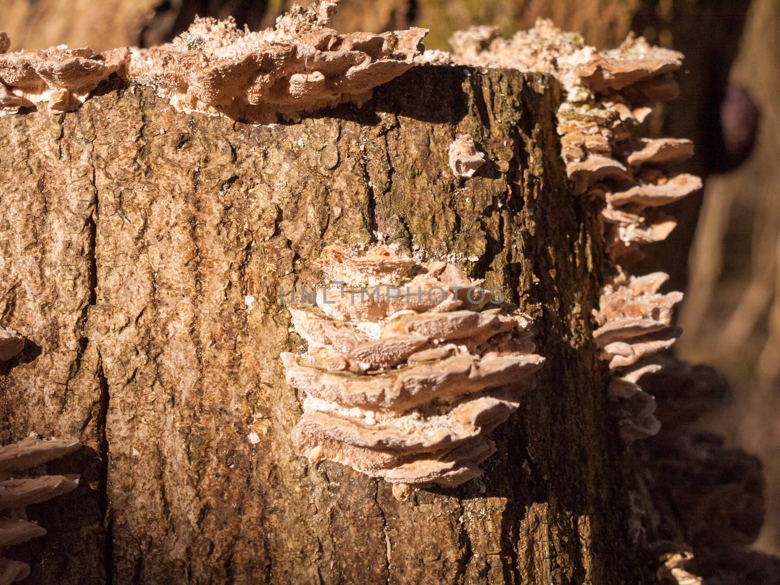 growing platelet fungus on side of tree bark stump close up forest; essex; england; uk