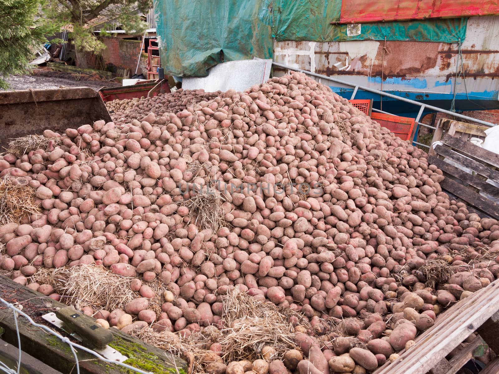close up pile of potatoes outside farm house agriculture; essex; england; uk