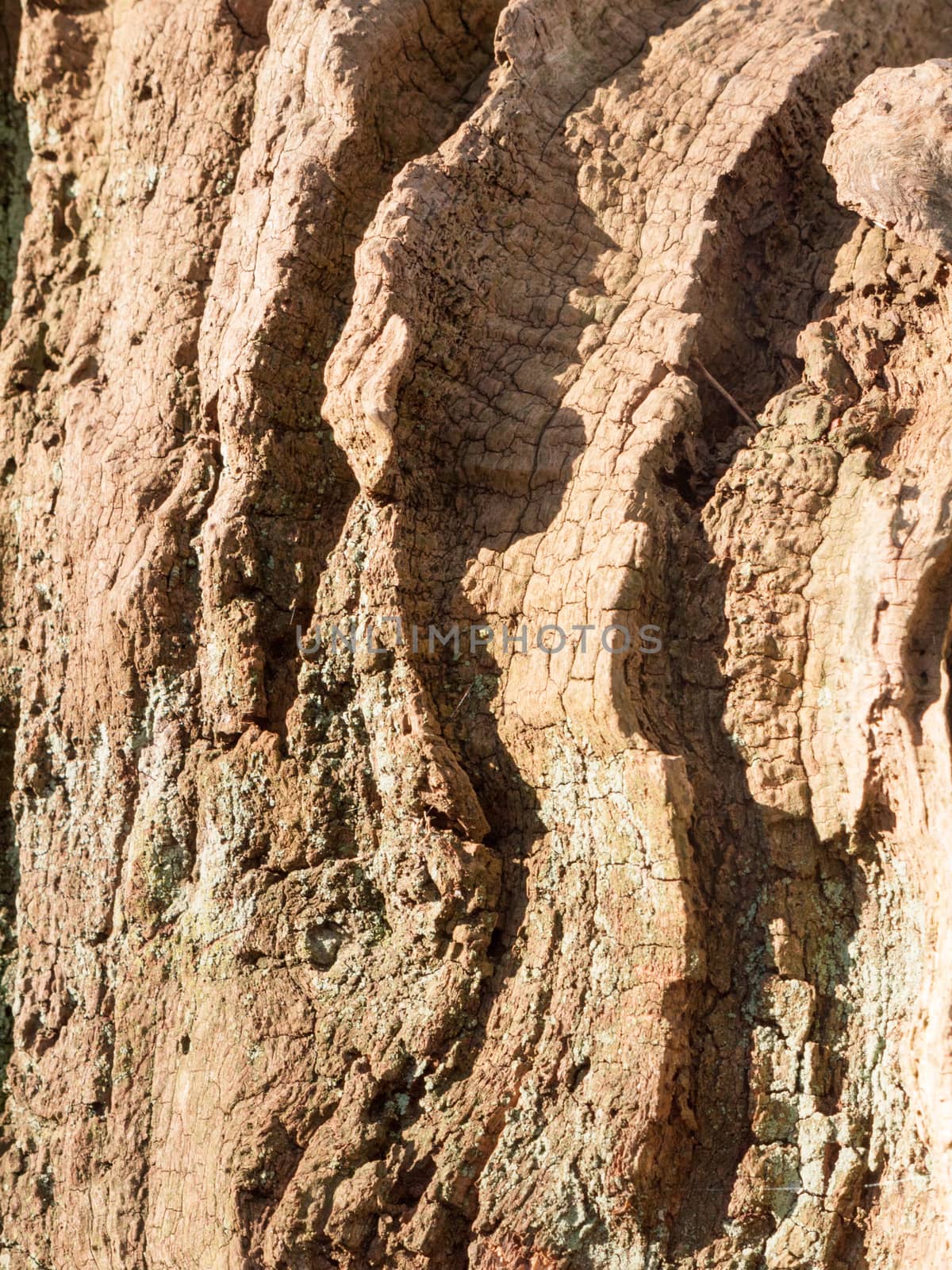 close up of outside bark tree texture outside old decay time nature background; essex; england; uk