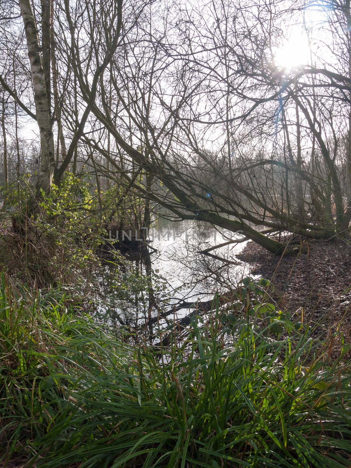 close up of light winter through trees onto lake and plant; essex; england; uk