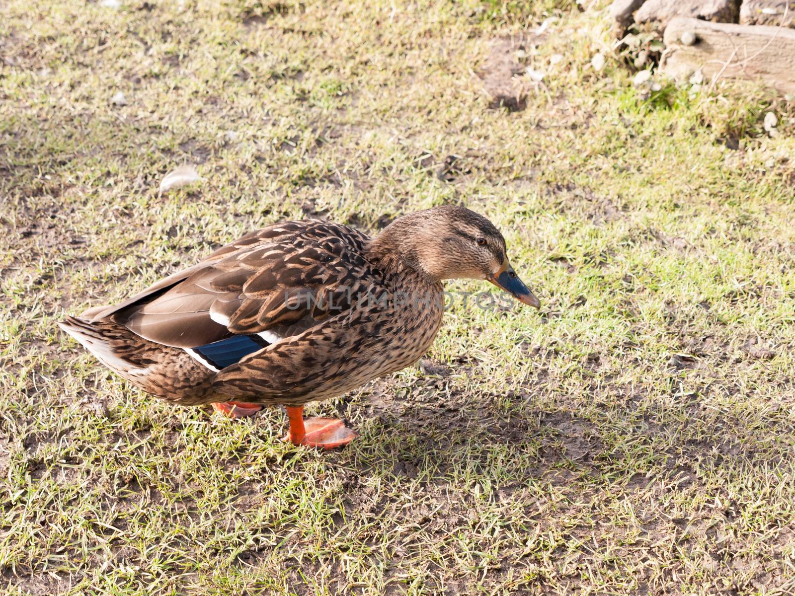 brown female duck mallard on green grass below portrait close up; essex; england; uk