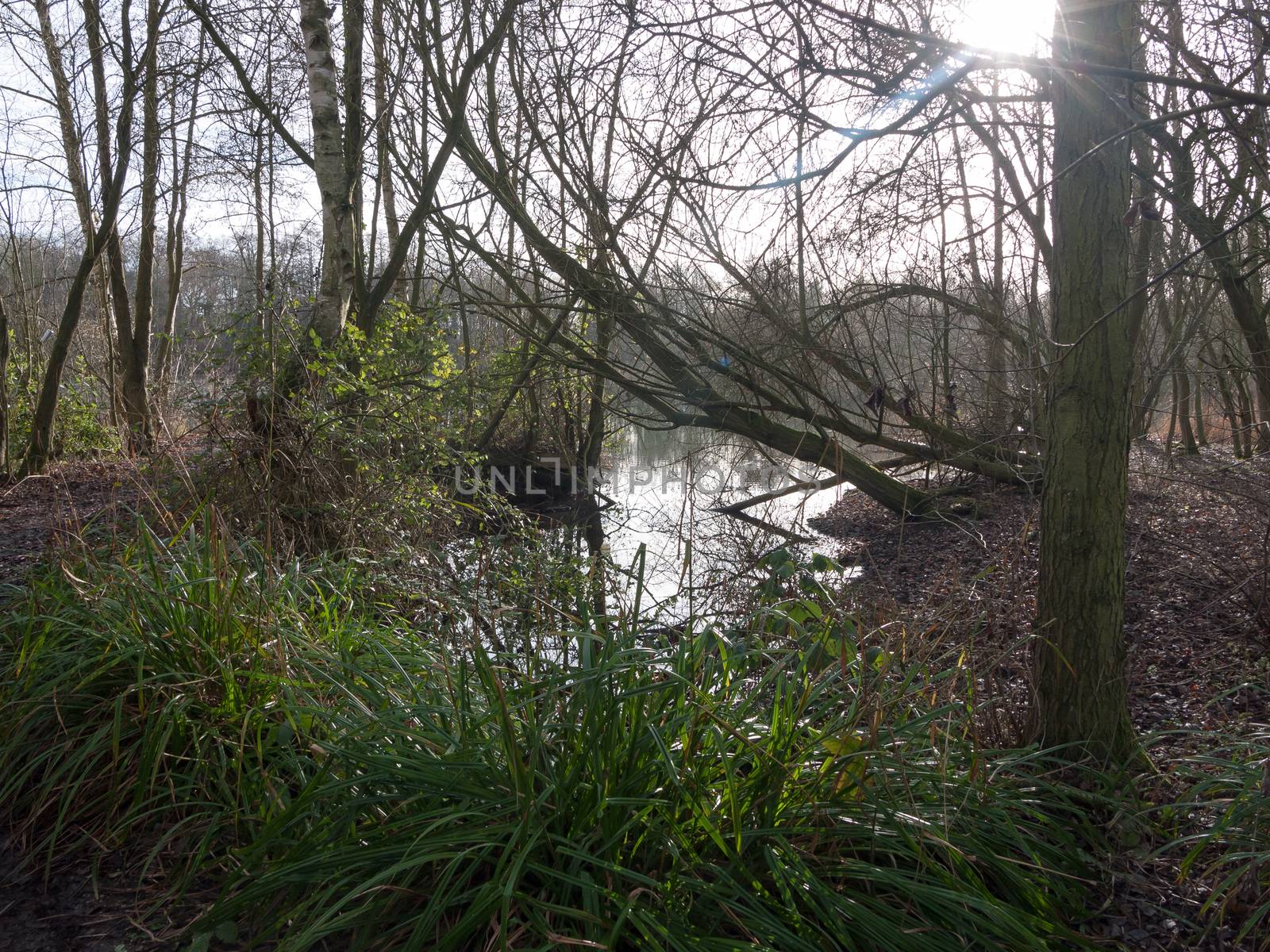 close up of light winter through trees onto lake and plant; essex; england; uk