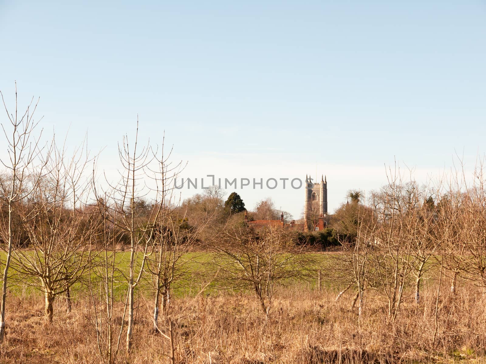 close up of dead leaves on tree in blue sky background; essex; england; uk