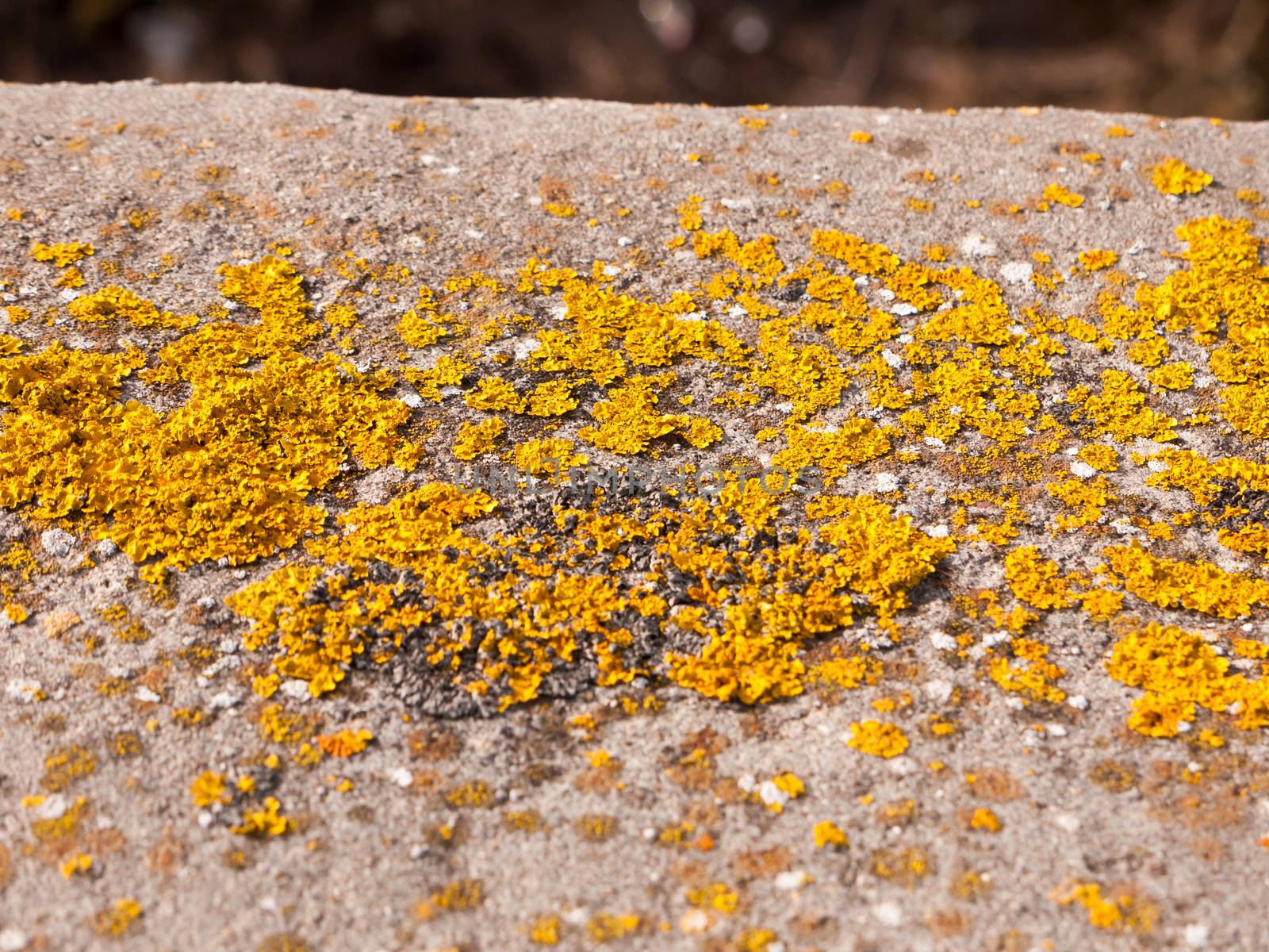 close up of yellow moss on grey sea wall walkway; essex; england; uk